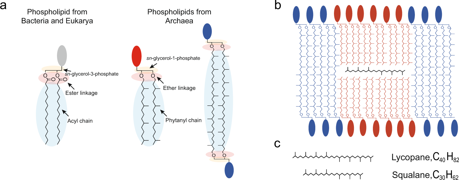 effect of temperature on cell membrane