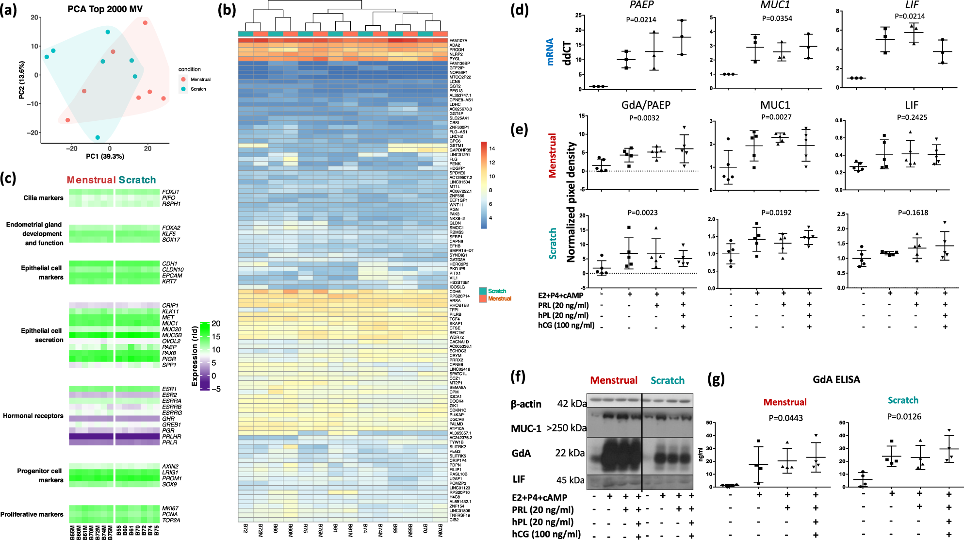 Fig. 2: Comparative characterisation of menstrual and scratch organoids and their response to hormones.