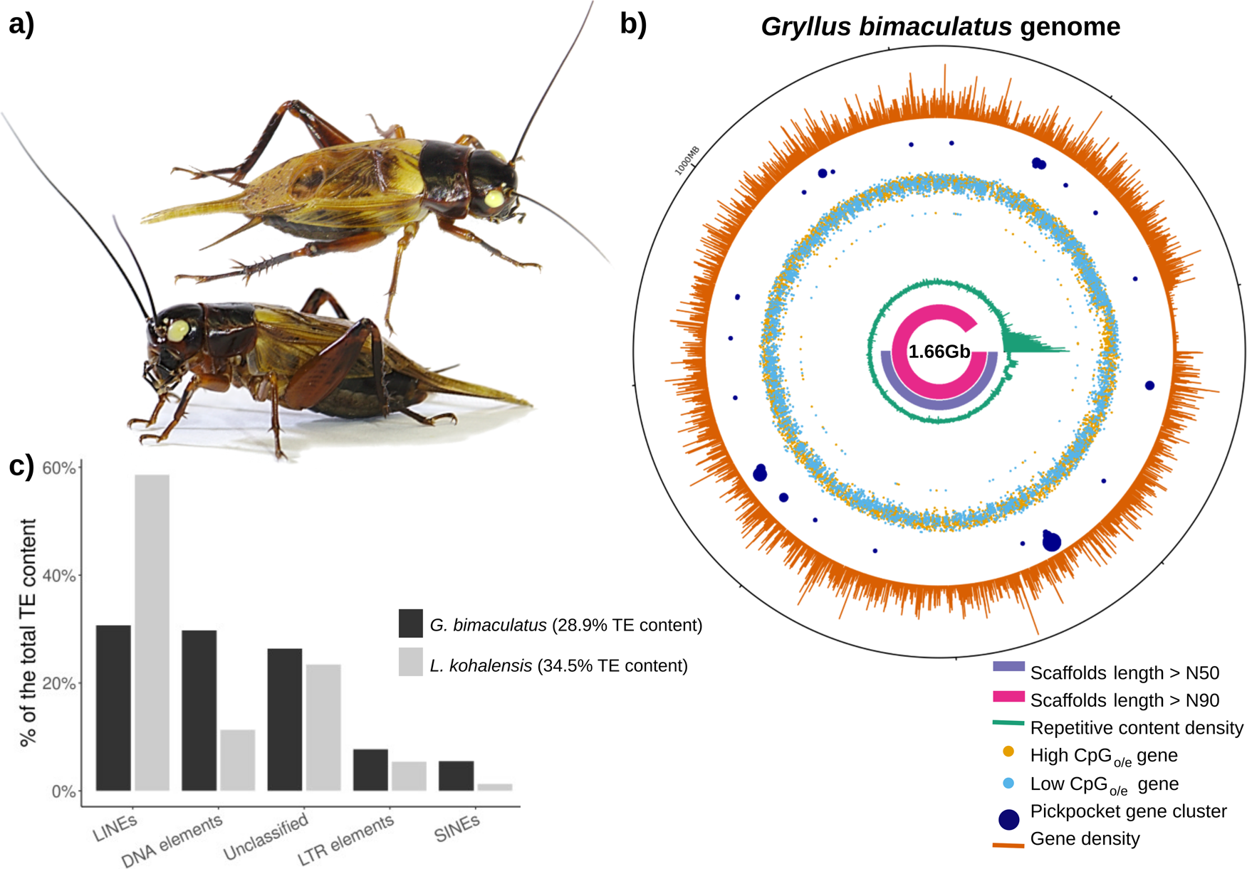 V. Insect Lifecycles and Pest Control