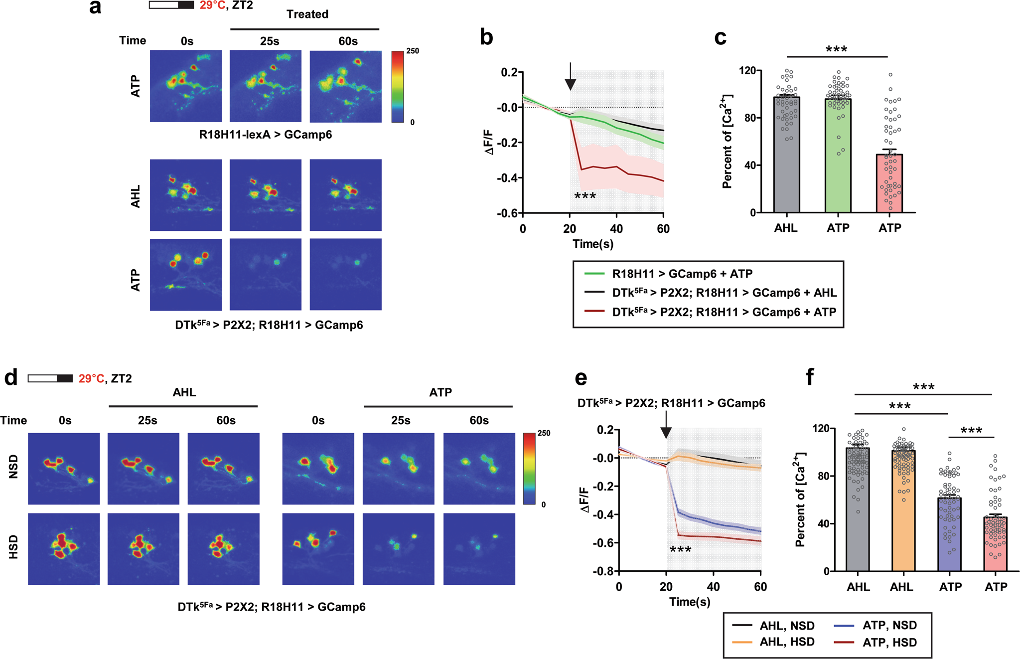 Fig. 6: DTk neuron reduced intracellular Ca2+ levels in DN1ps.