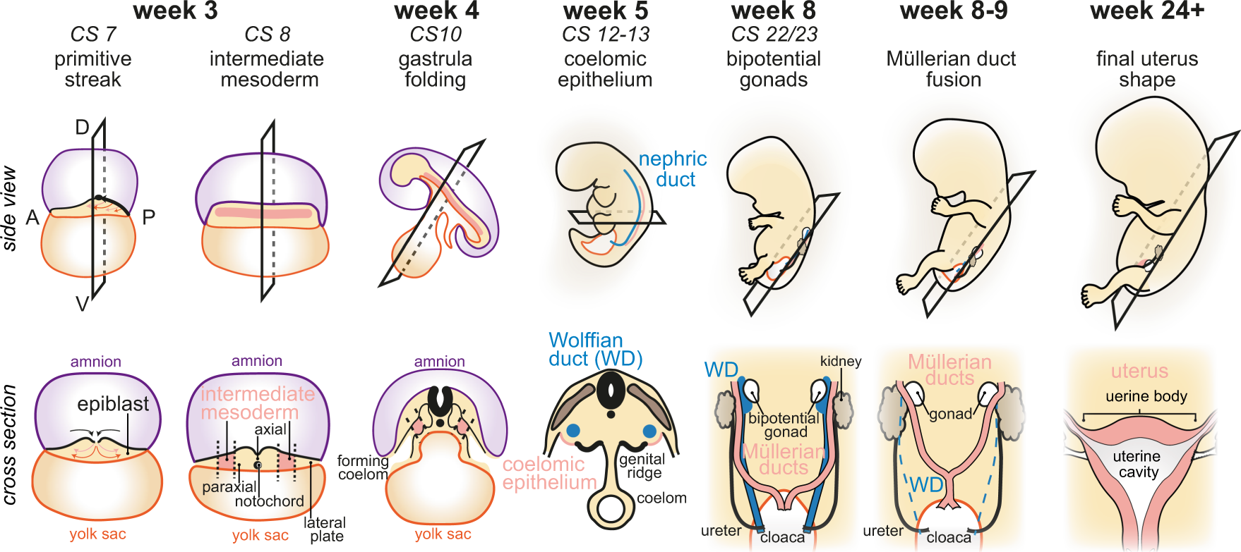 body atlas in the womb reaction paper