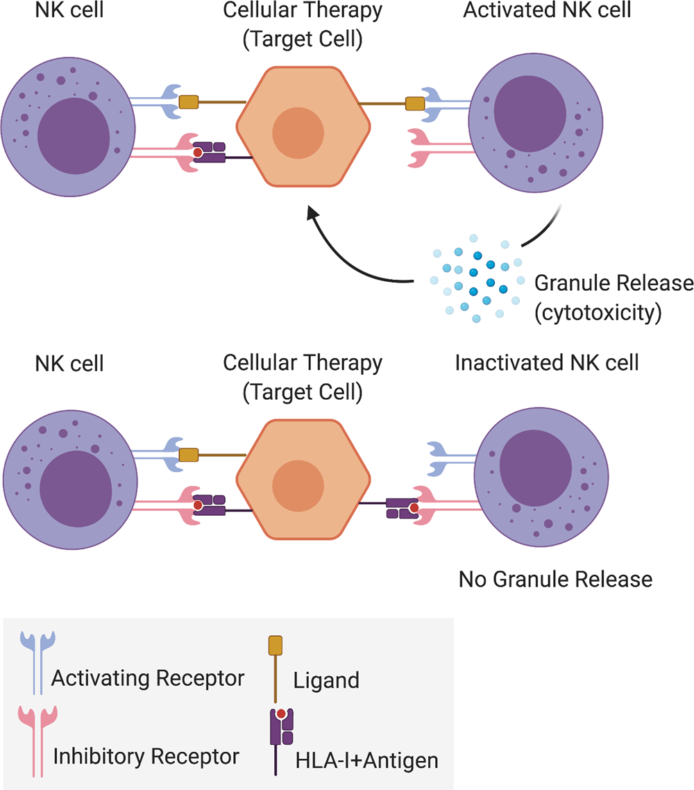 Immunomodulatory response in an experimental model of brain death