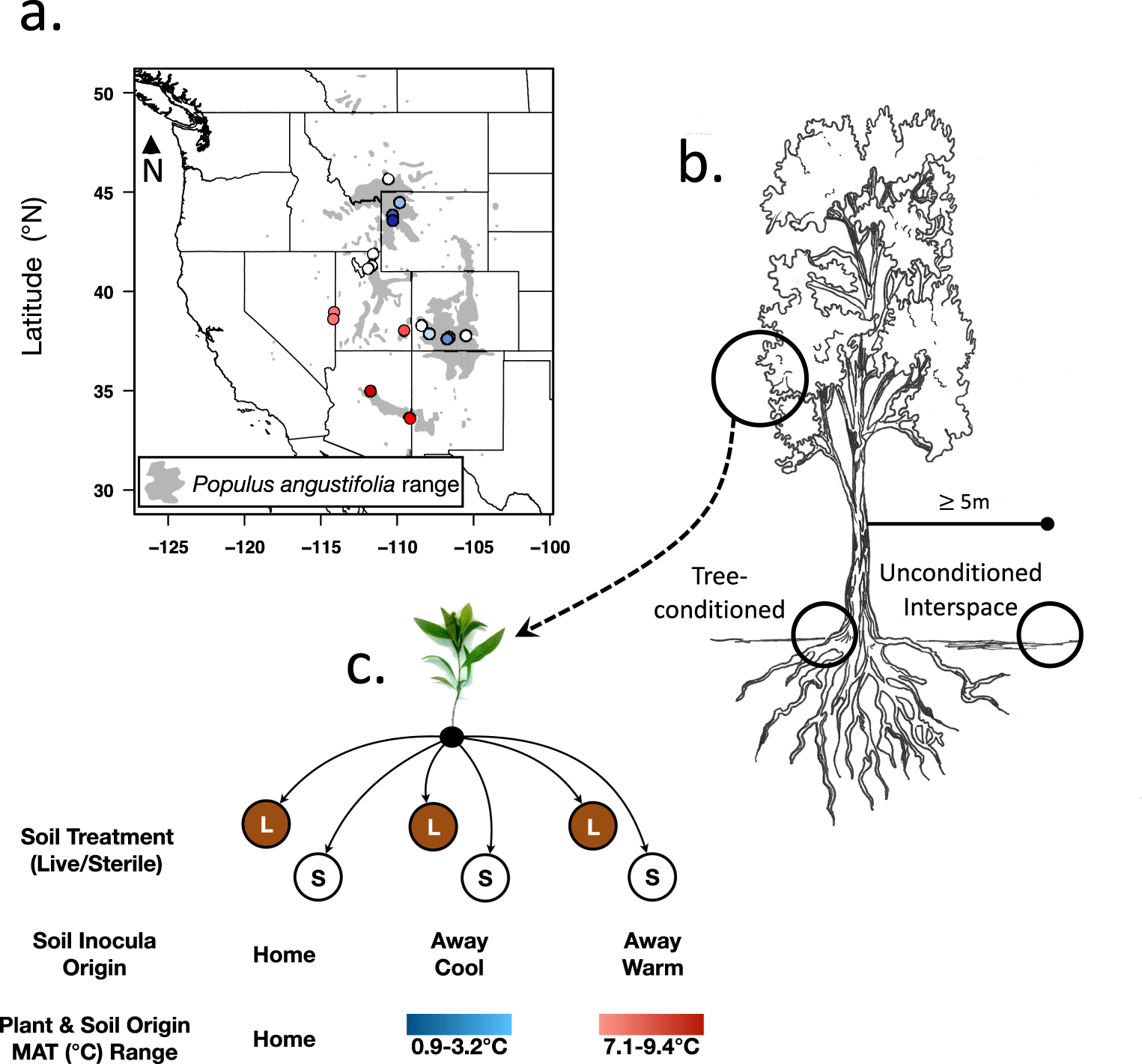 Climate-driven divergence in plant-microbiome interactions generates  range-wide variation in bud break phenology | Communications Biology