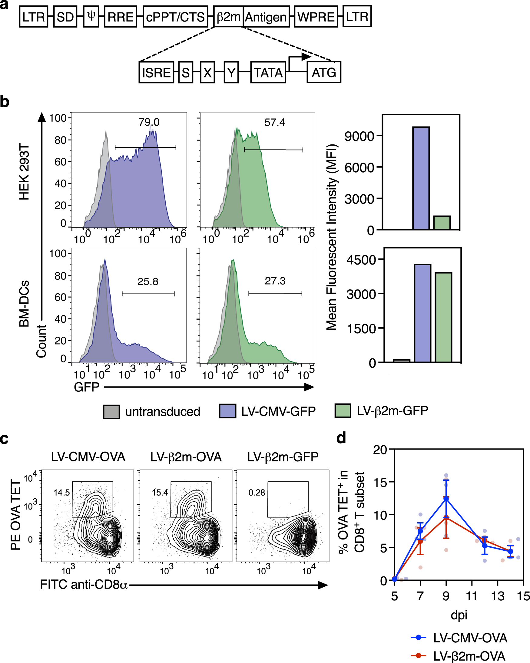 Fig. 1: Comparison of CMV and β2m promoter in terms of cell transduction efficiency and in vivo CD8+ T-cell induction.