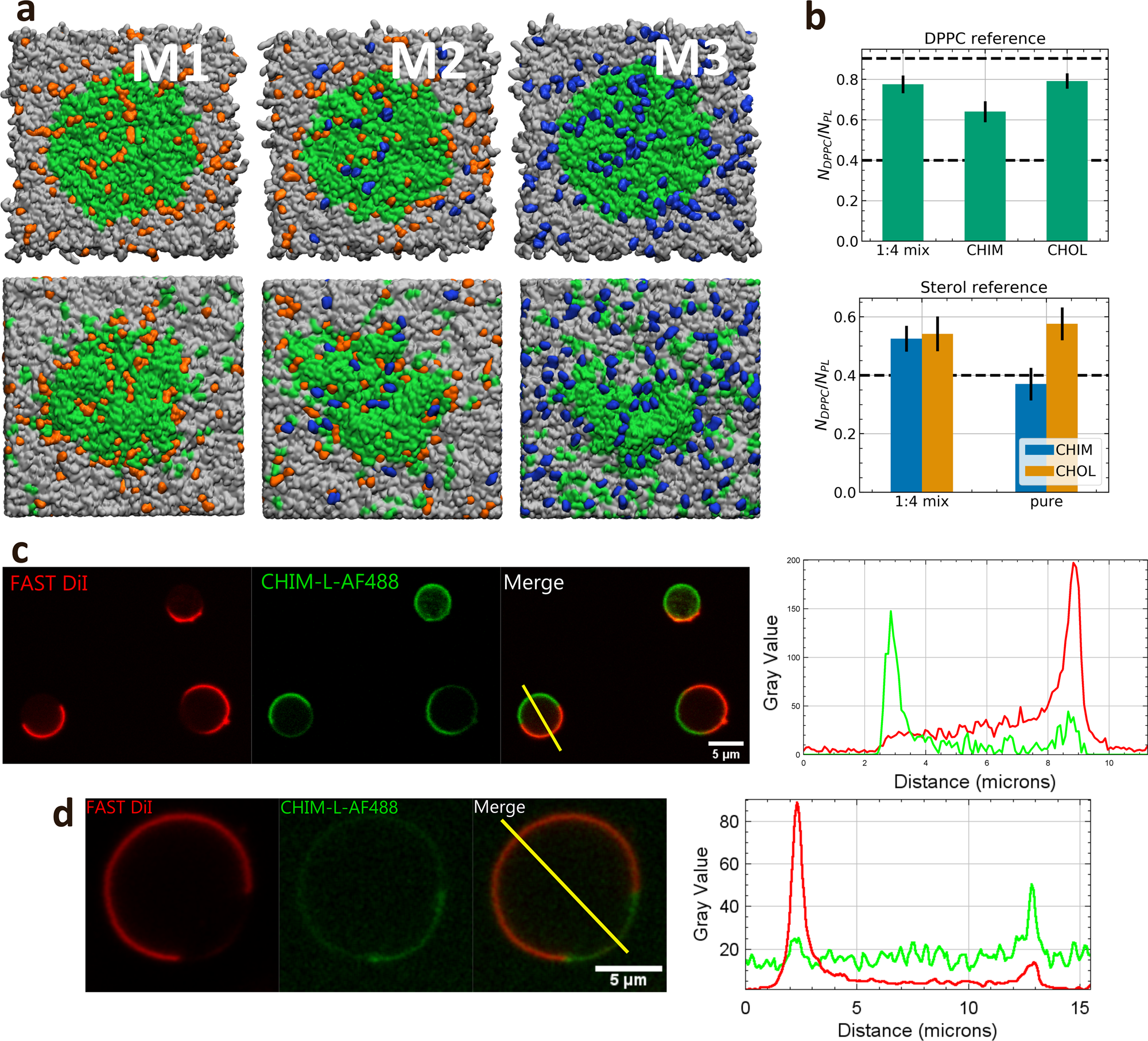 Fig 3: Lipid segregation in cholesterol and CHIM containing membranes.