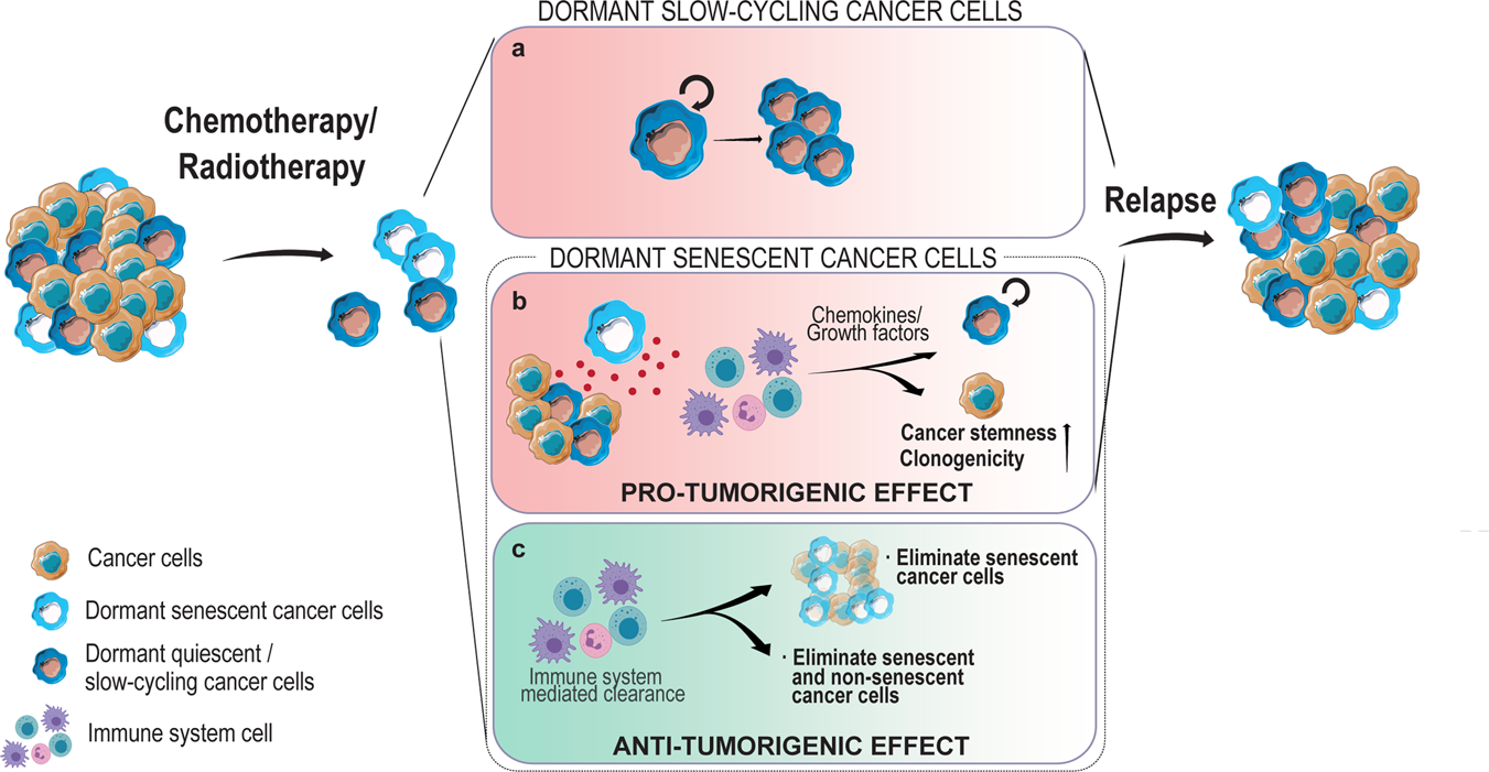 Cancer Cells vs. Normal Cells: How Are They Different?