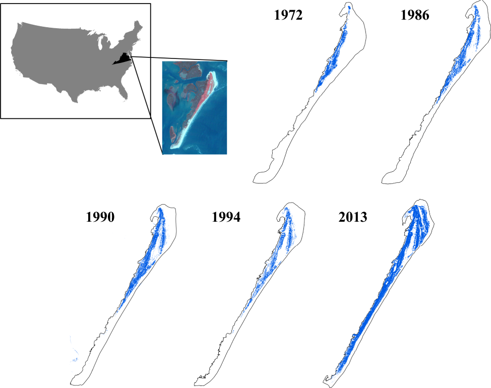 Fig. 1: Changes in shrub cover on Hog Island, Virginia, USA from 1972 to 2013.