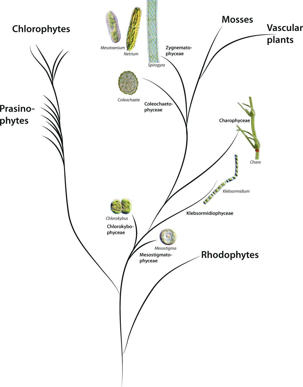 Ancient origin of fucosylated xyloglucan in charophycean green algae |  Communications Biology