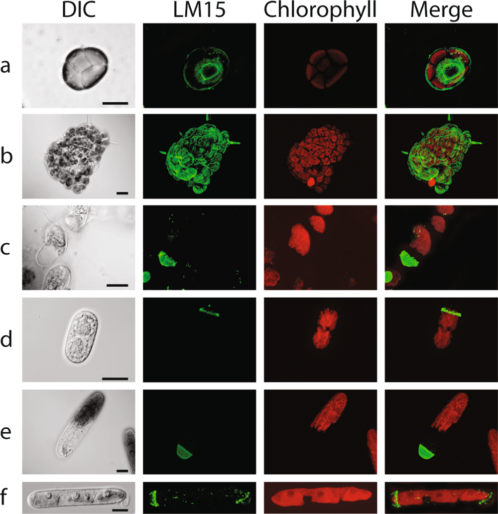 Fig. 4: XyG Immunolabeling localizes to the cell wall of several CGA species from the three later evolved classes of CGA.