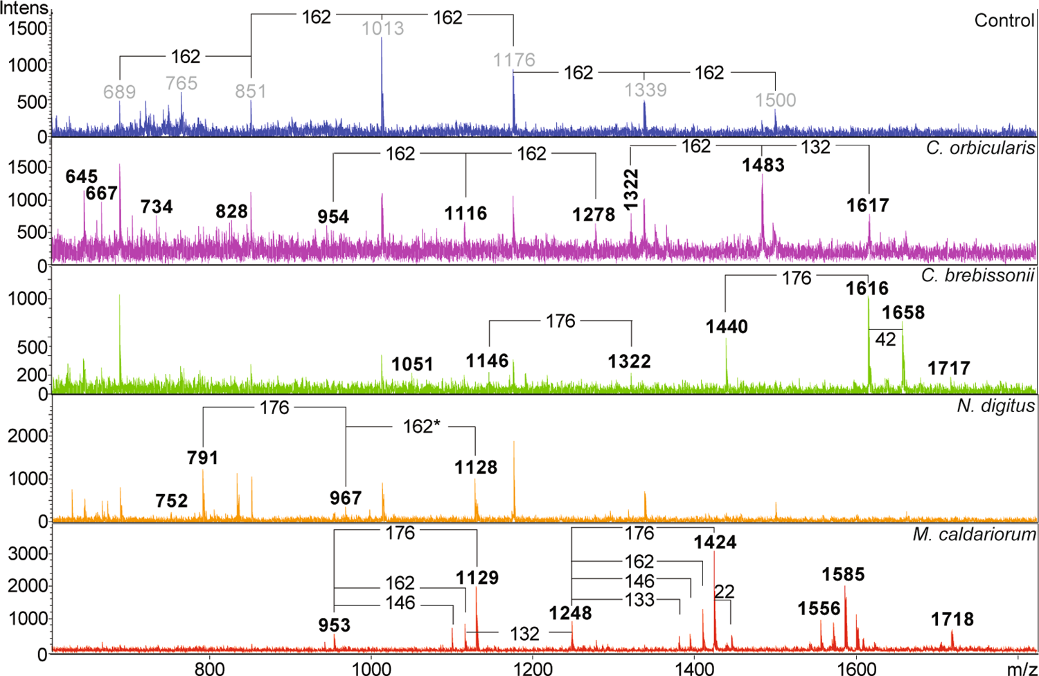 Fig. 6: Maldi-ToF on xyloglucanase treated Netrium digitus, Mesotaenium caldariorum and Cylindrocystis brebissonii shows xyloglucanase released oligosaccharides.
