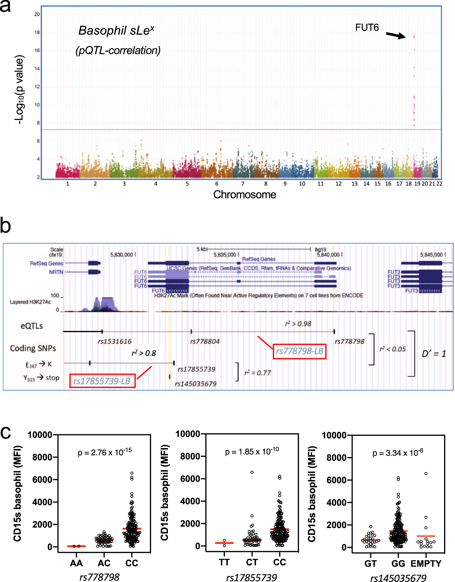 Fig. 4: Genetic control of sLex expression on basophils.