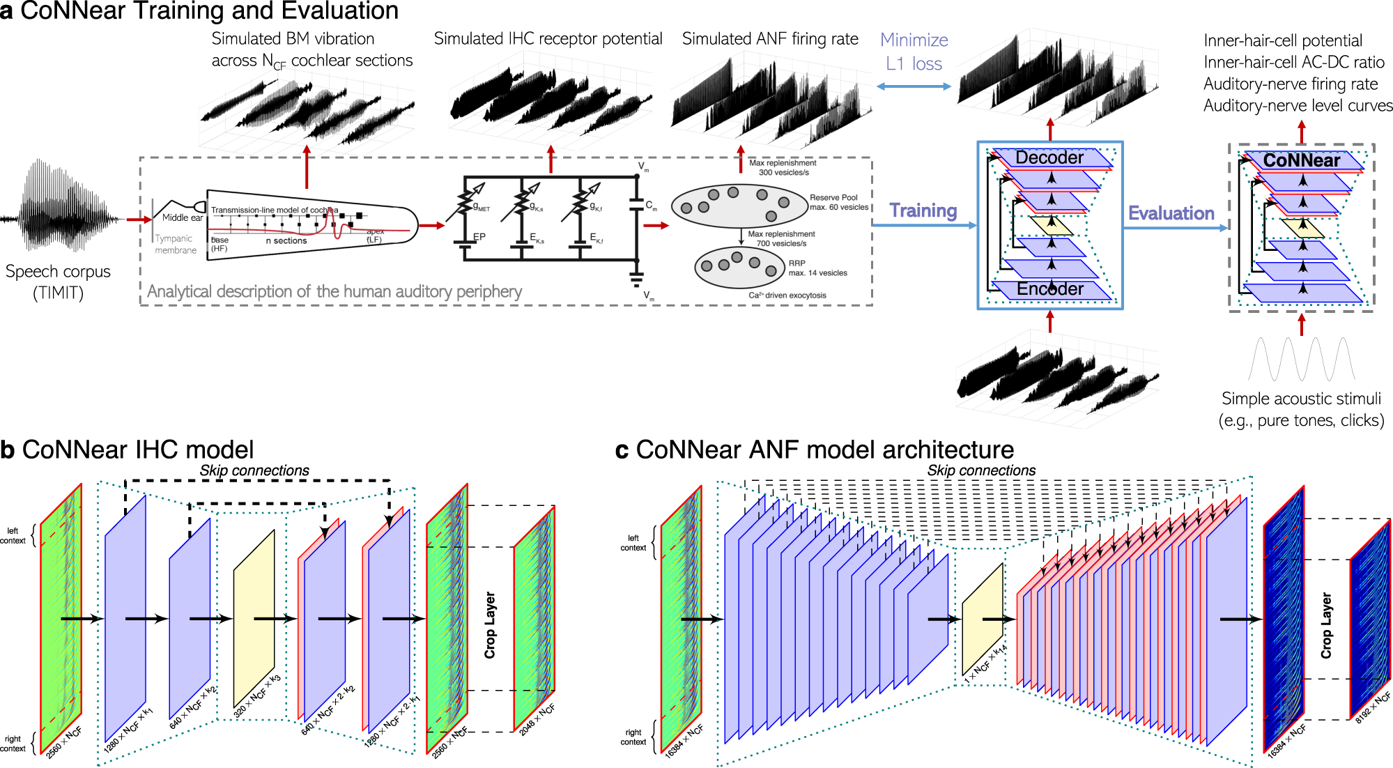 bestøver lindre indstudering A convolutional neural-network framework for modelling auditory sensory  cells and synapses | Communications Biology