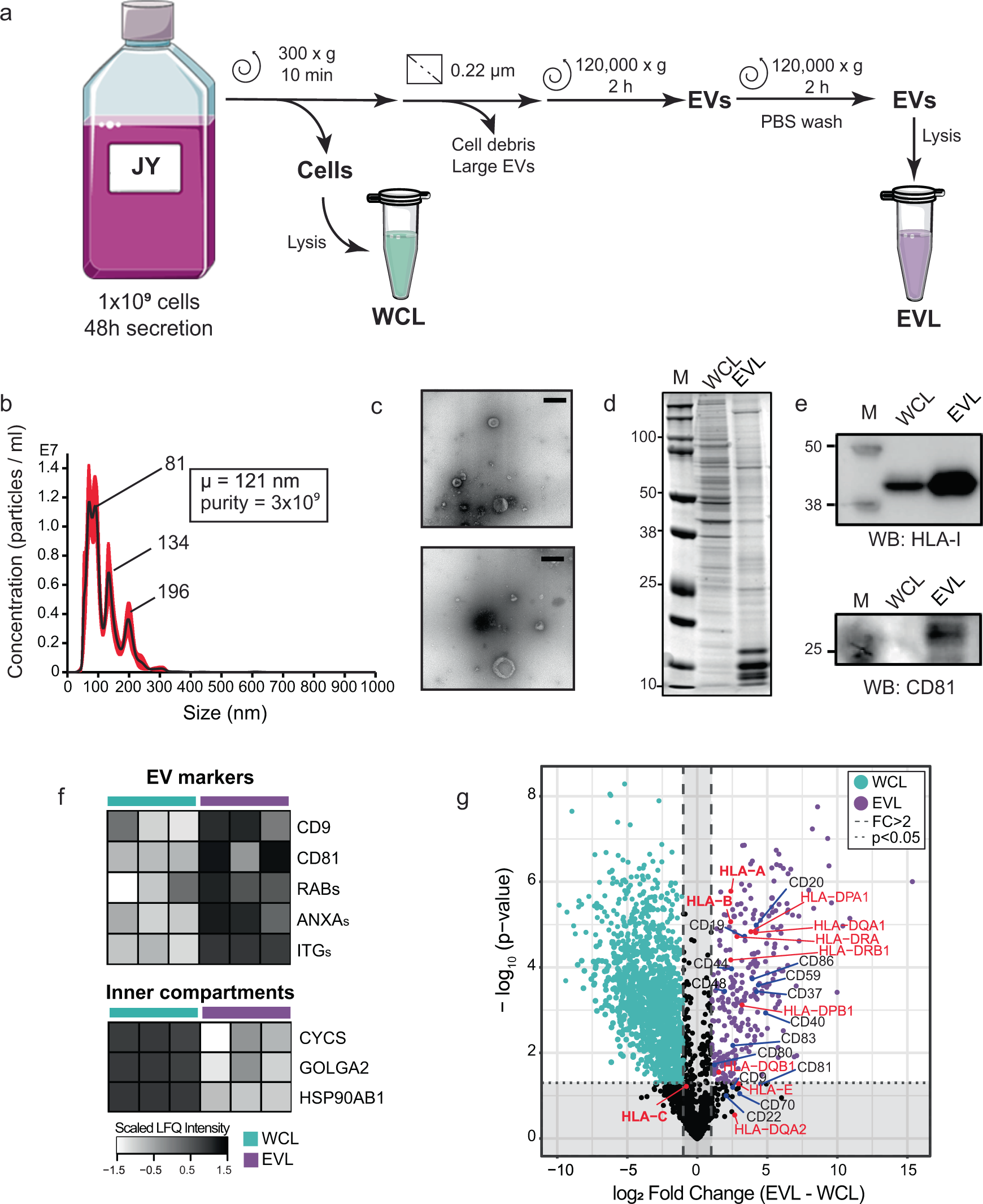 Hla B And Cysteinylated Ligands Distinguish The Antigen Presentation Landscape Of Extracellular Vesicles Communications Biology Hla B And Cysteinylated Ligands Distinguish The Antigen Presentation Landscape Of Extracellular Vesicles Communications Biology
