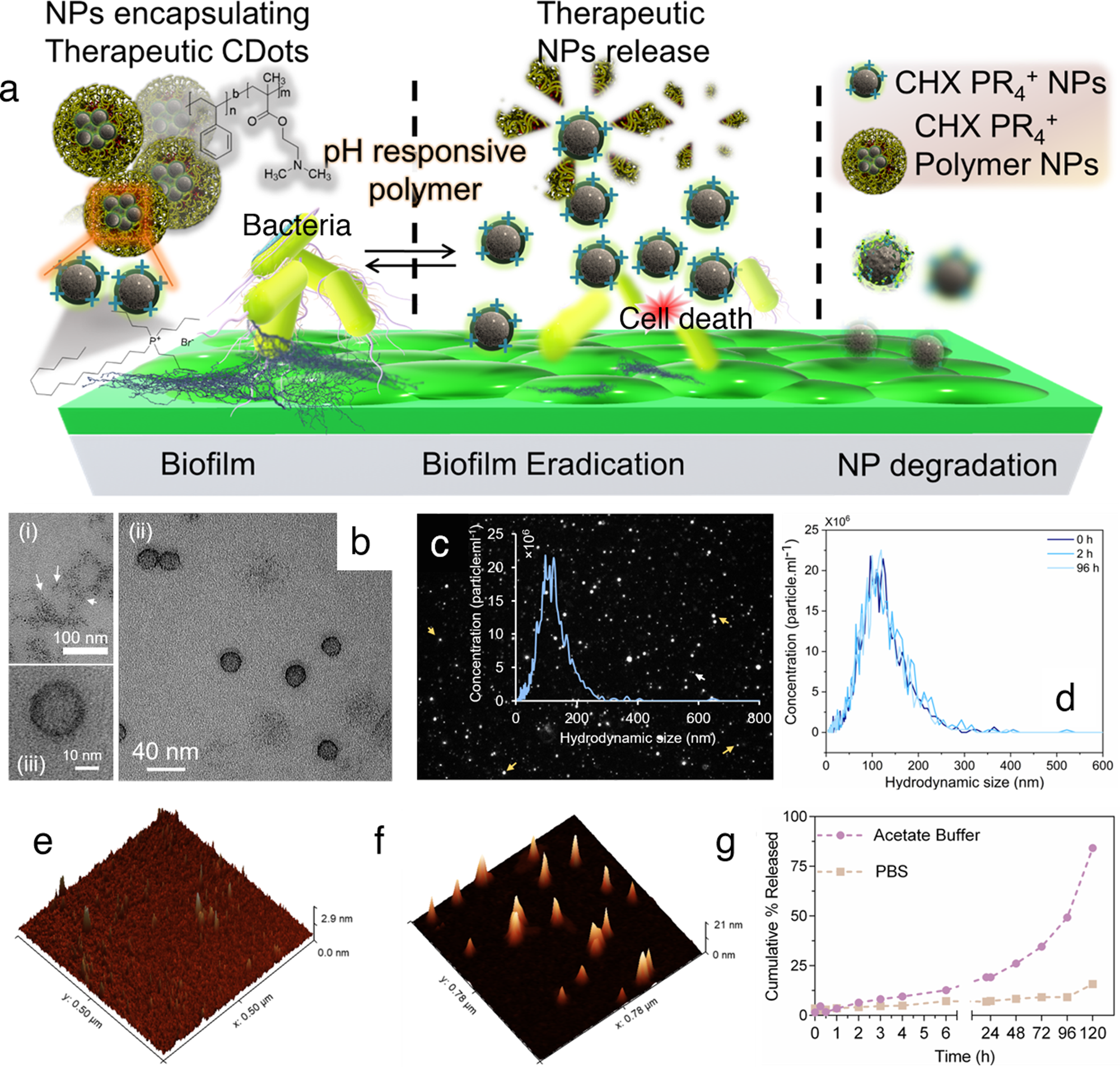 Function-adaptive clustered nanoparticles reverse Streptococcus mutans  dental biofilm and maintain microbiota balance | Communications Biology