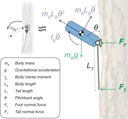 Fig. 3: Free body diagram depicts forces acting on the system during the peak excursion phase of the fall-arresting response.
