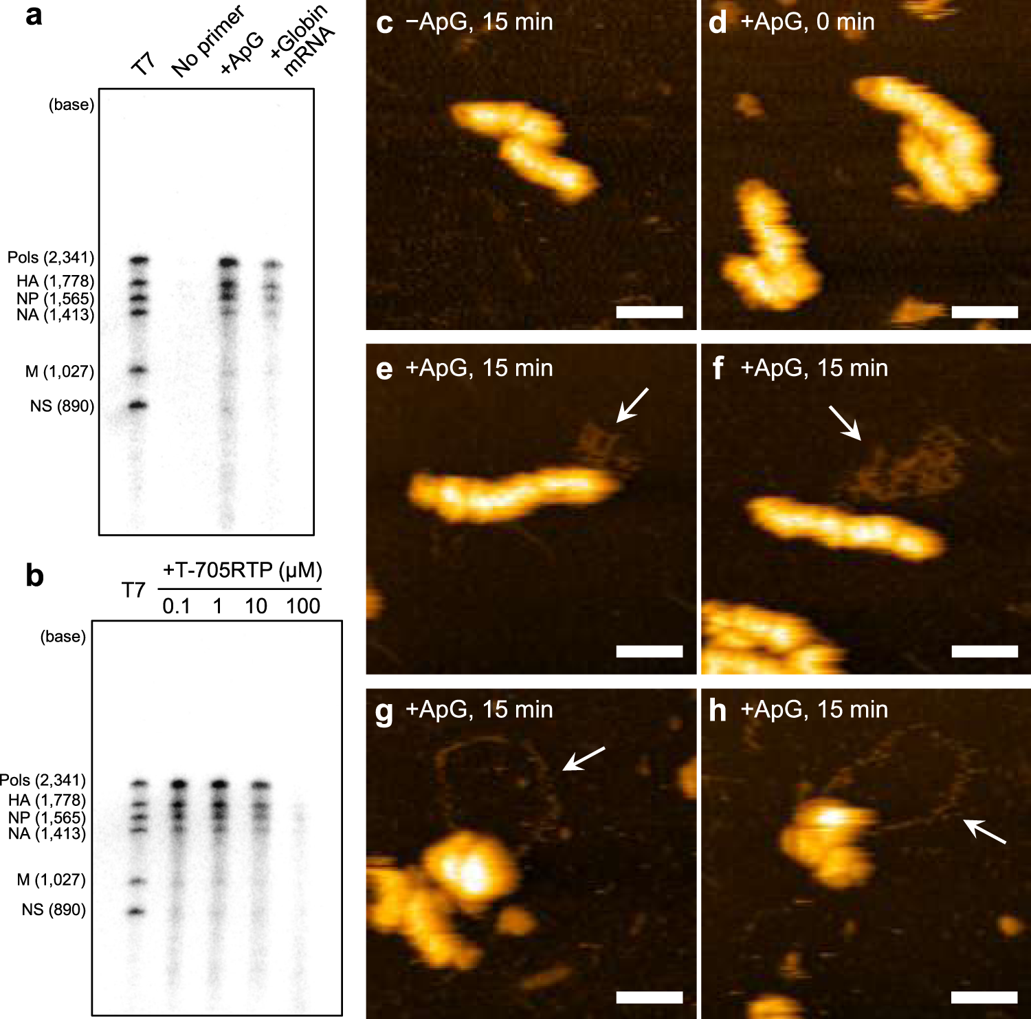 Ultrastructure Of Influenza Virus Ribonucleoprotein Complexes During Viral Rna Synthesis Communications Biology Ultrastructure Of Influenza Virus Ribonucleoprotein Complexes During Viral Rna Synthesis Communications Biology