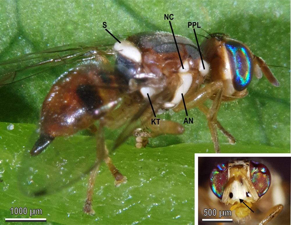 Cuticular modified air sacs underlie white coloration in the olive fruit  fly, Bactrocera oleae | Communications Biology