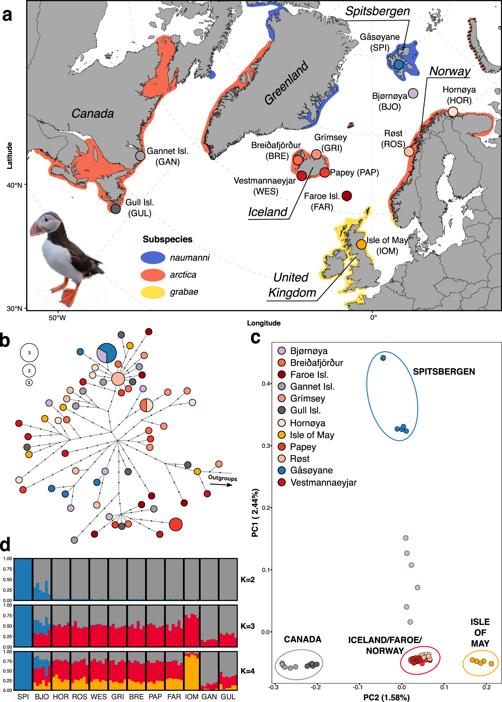 New Species of Puffin Evolved in Response to Climate Change