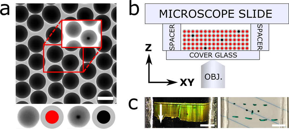 3D test sample for the calibration and quality control of stimulated  emission depletion (STED) and confocal microscopes | Communications Biology