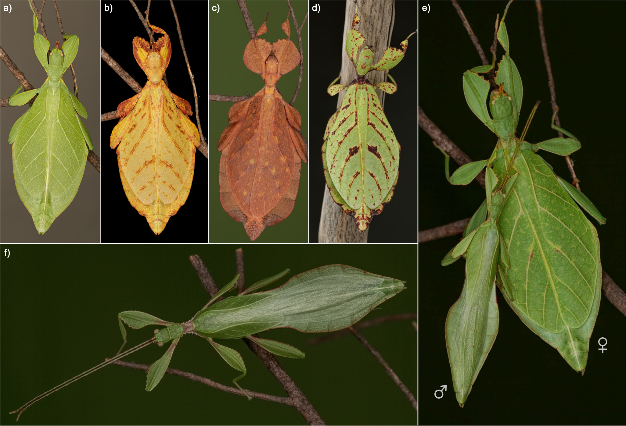 A tree of leaves: Phylogeny and historical biogeography of the leaf insects  (Phasmatodea: Phylliidae) | Communications Biology