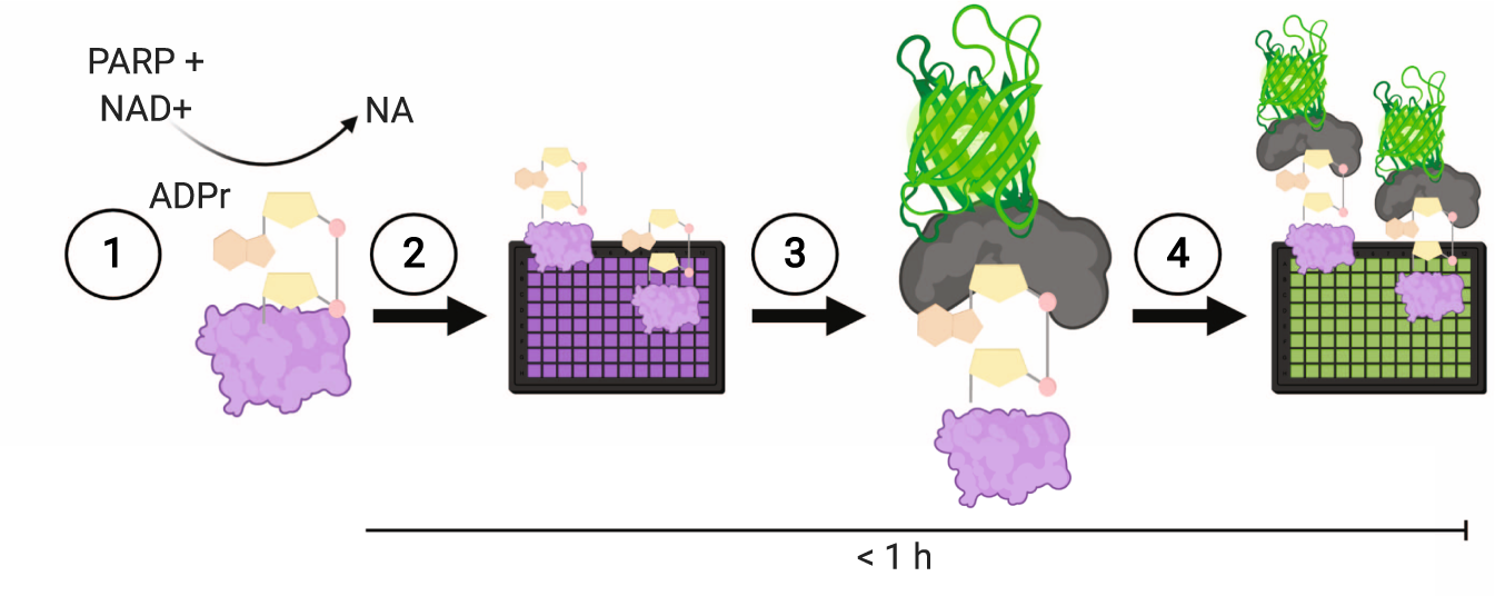 Medicinal Chemistry Perspective on Targeting Mono-ADP-Ribosylating PARPs  with Small Molecules