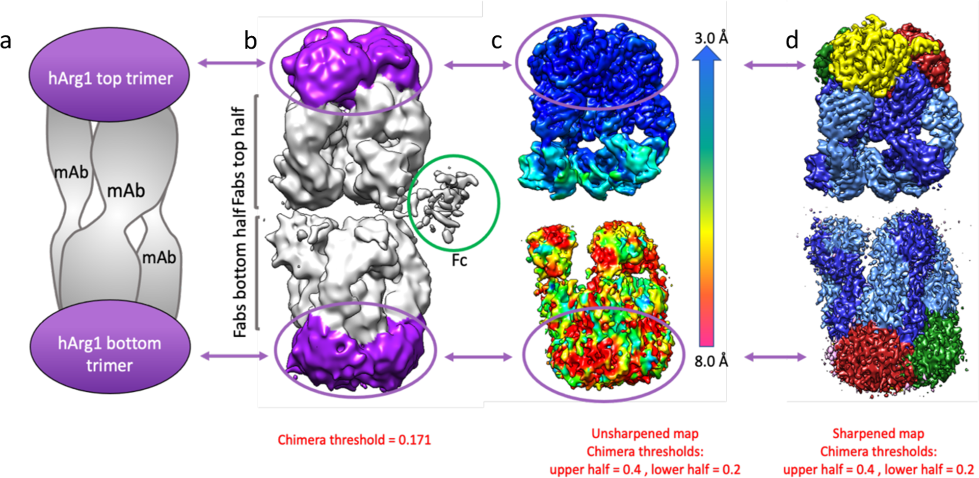 Cryo-EM structures of inhibitory antibodies complexed with arginase 1  provide insight into mechanism of action