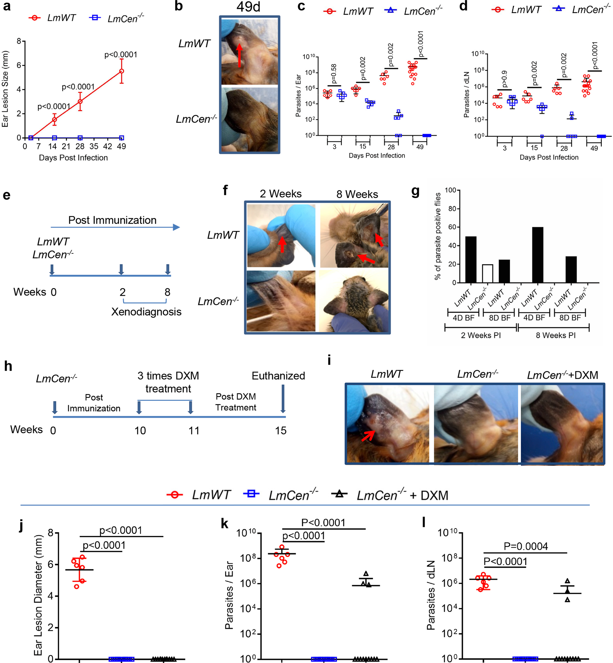 Preclinical validation of a live attenuated dermotropic Leishmania vaccine  against vector transmitted fatal visceral leishmaniasis | Communications  Biology