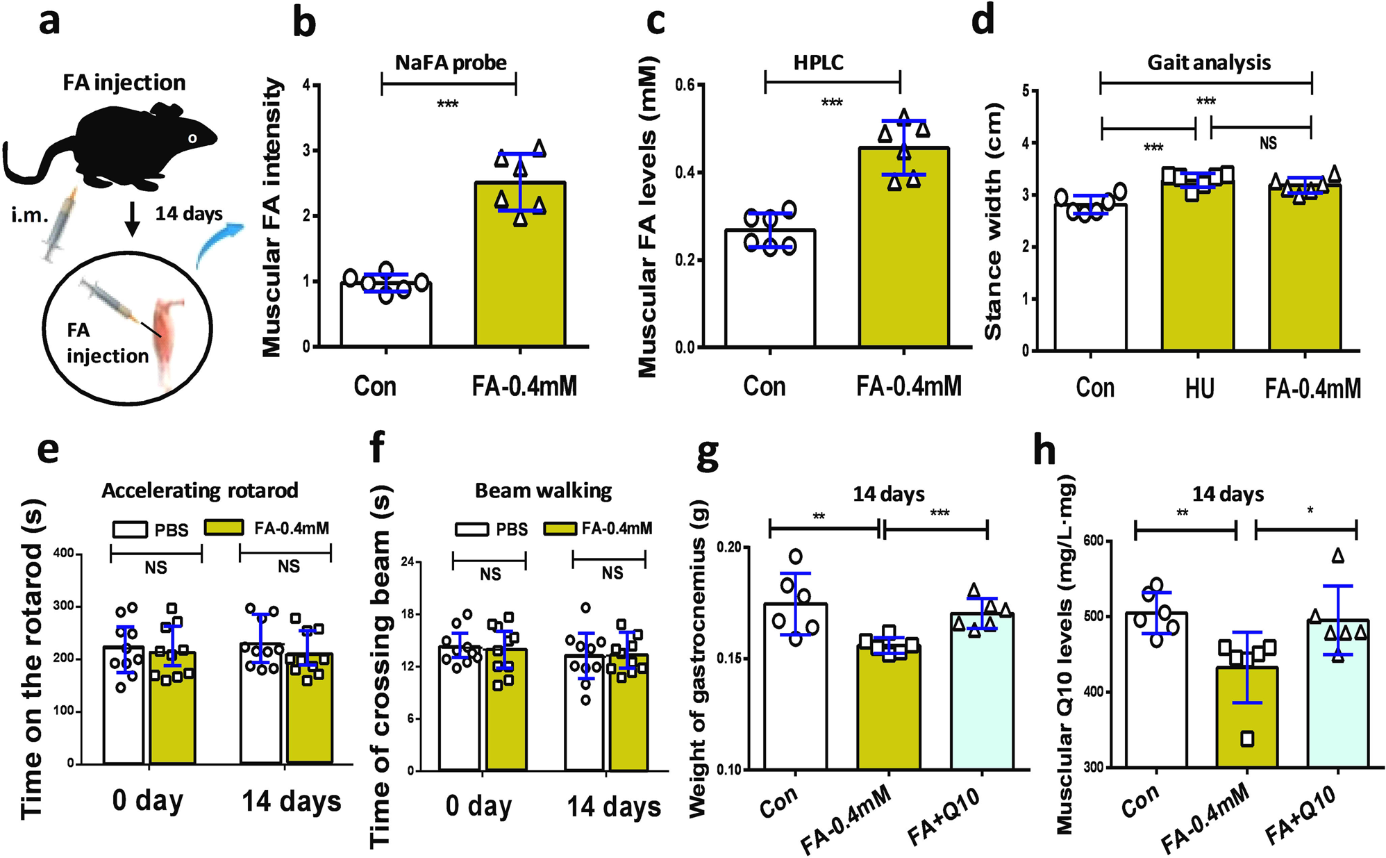 Fig. 5: Injection of formaldehyde into the gastrocnemius muscle led to gait instability in healthy wild-type mice.