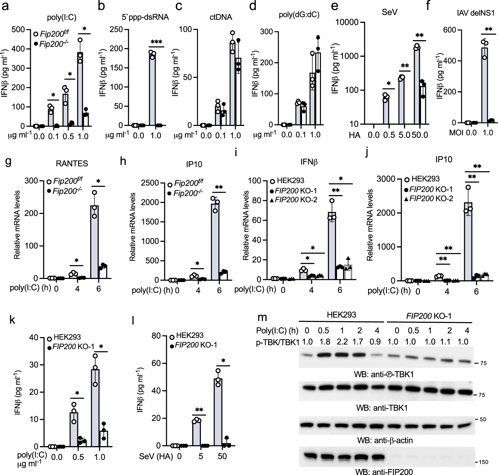 Fig. 3: FIP200 deficiency impairs RIG-I activation in fibroblasts.