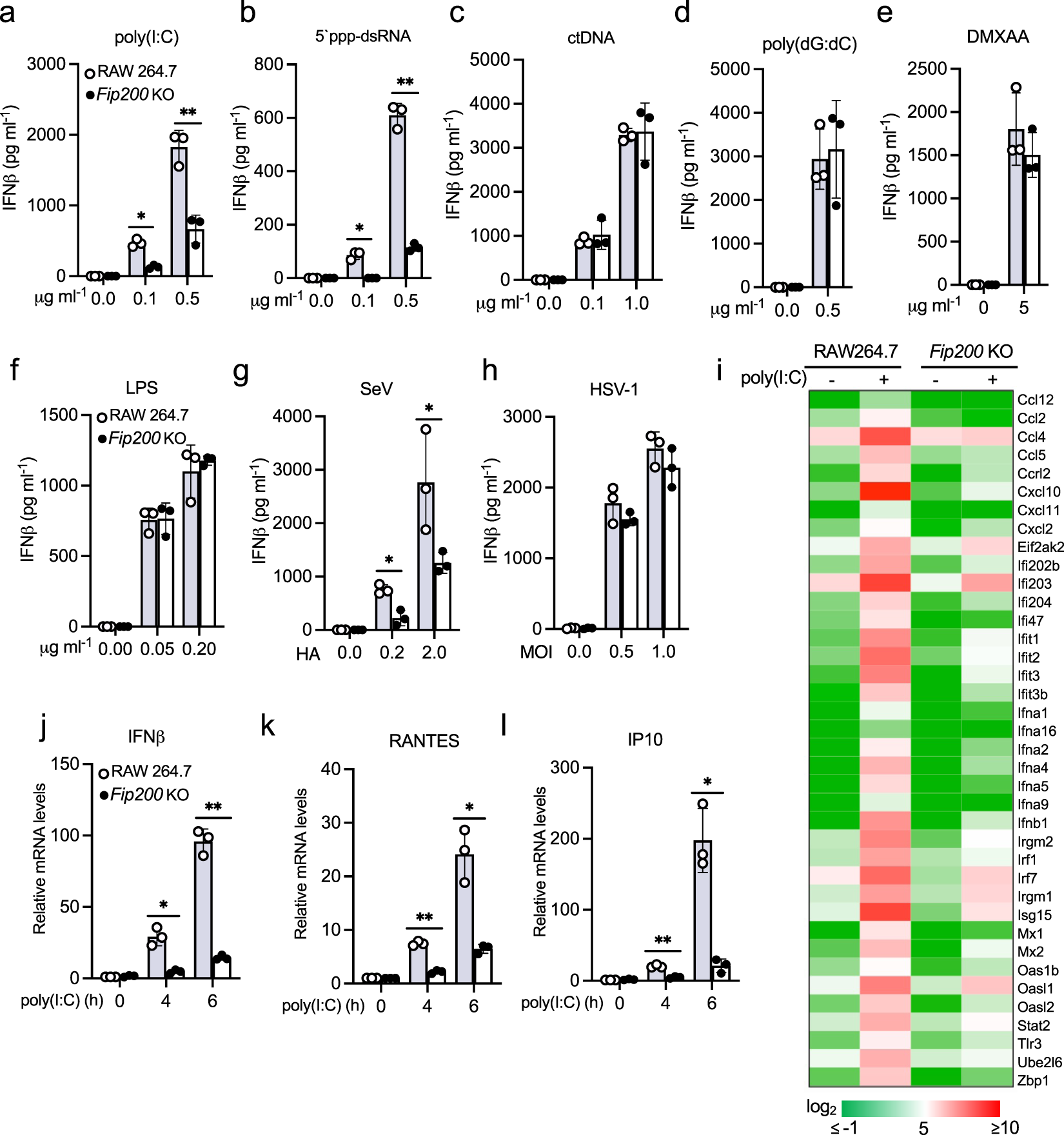 Fig. 4: FIP200 deficiency impairs RIG-I activation in macrophages.