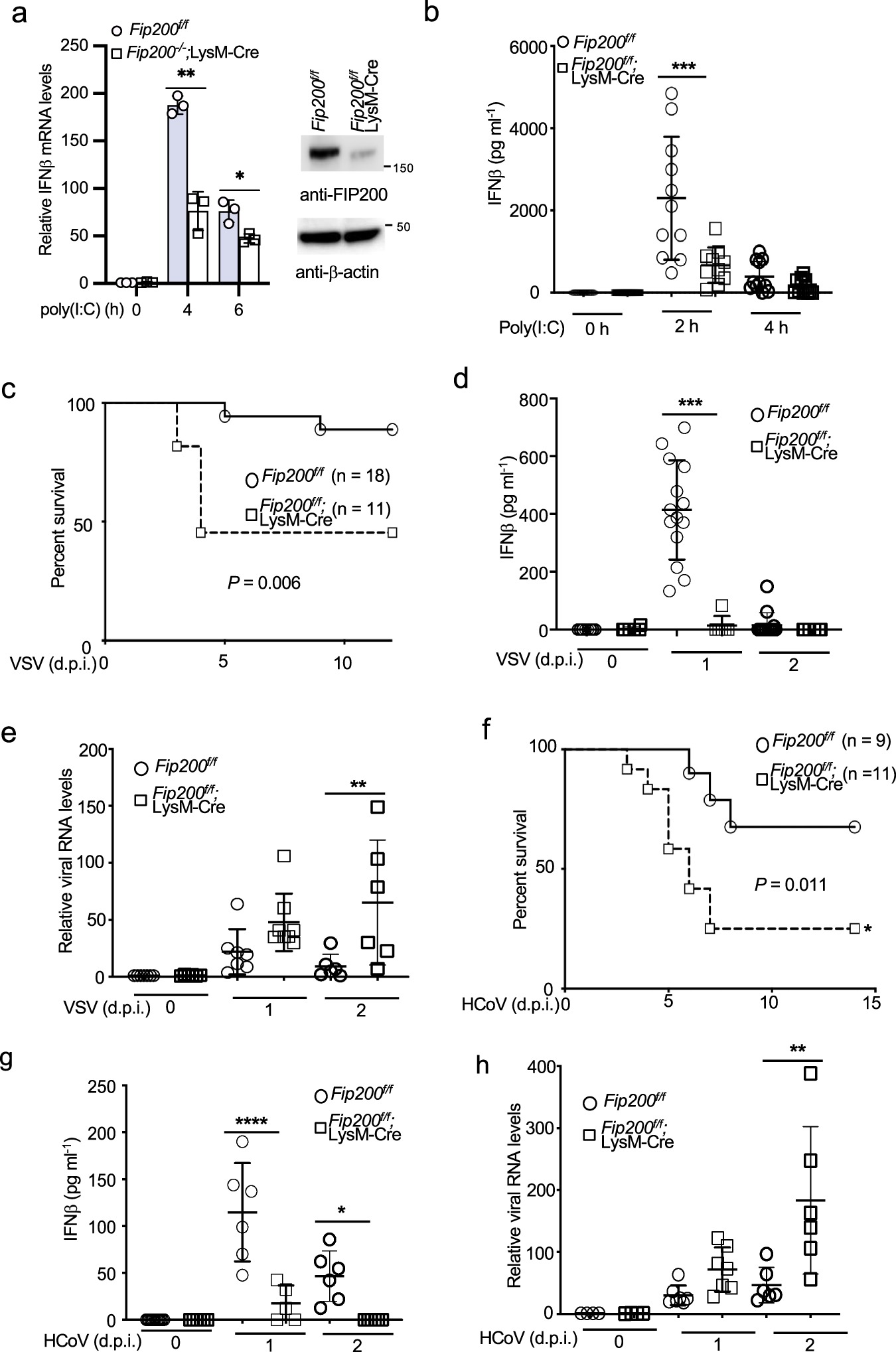 Fig. 7: FIP200 is required for innate host defense to RNA virus infection in vivo.