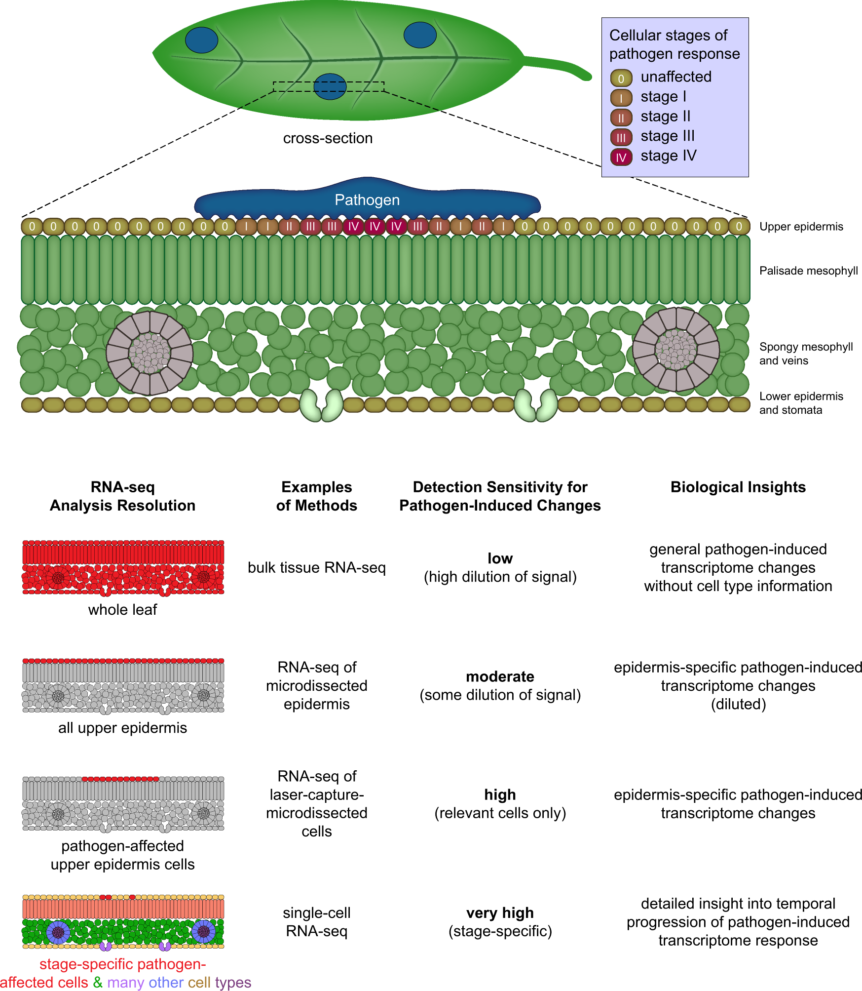 Fig. 2: Advantages of using single-cell RNA-seq to study plant-pathogen interactions.
