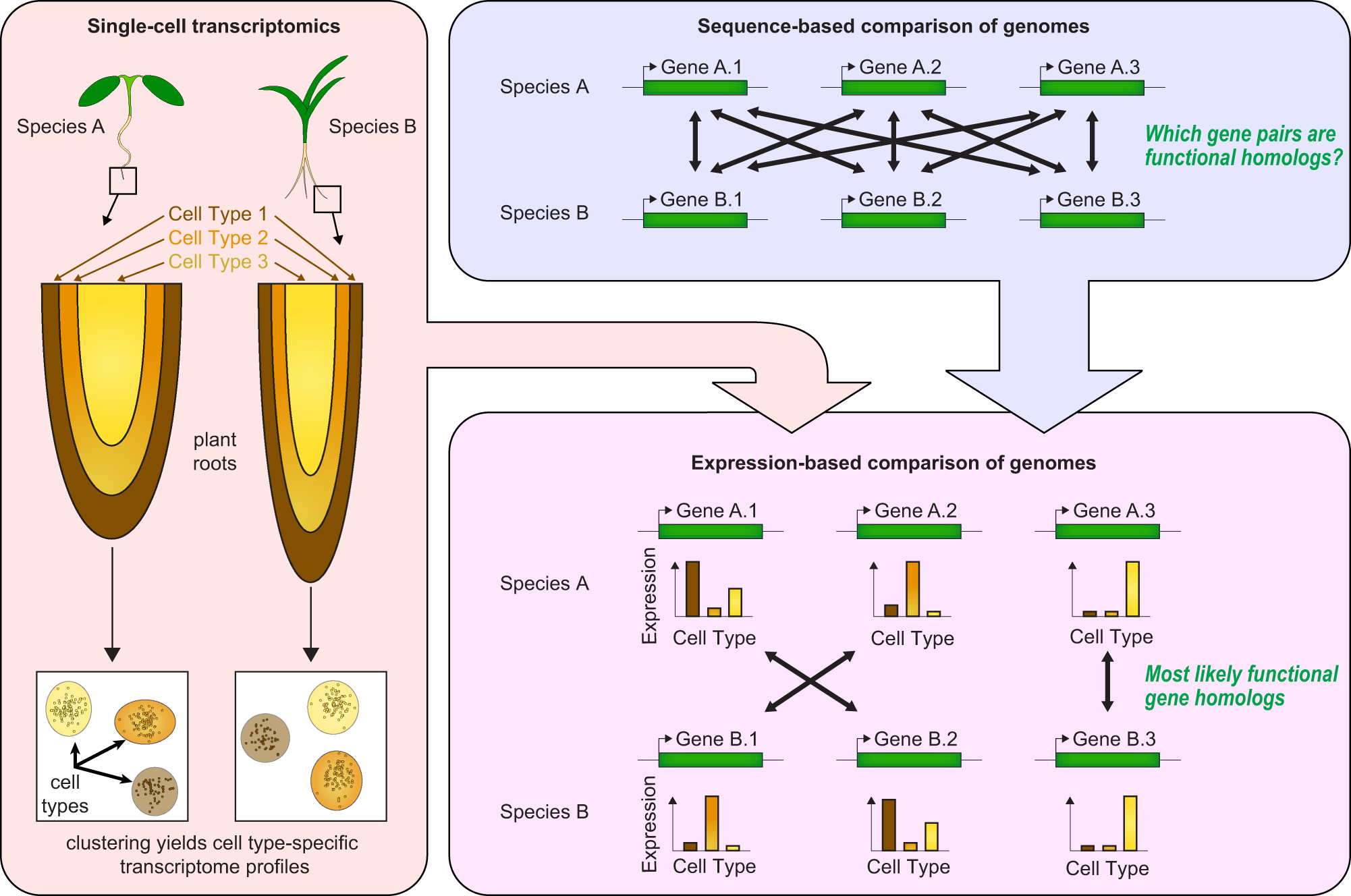 Fig. 3: Using single-cell transcriptome data to improve the comparative annotation of plant genomes.
