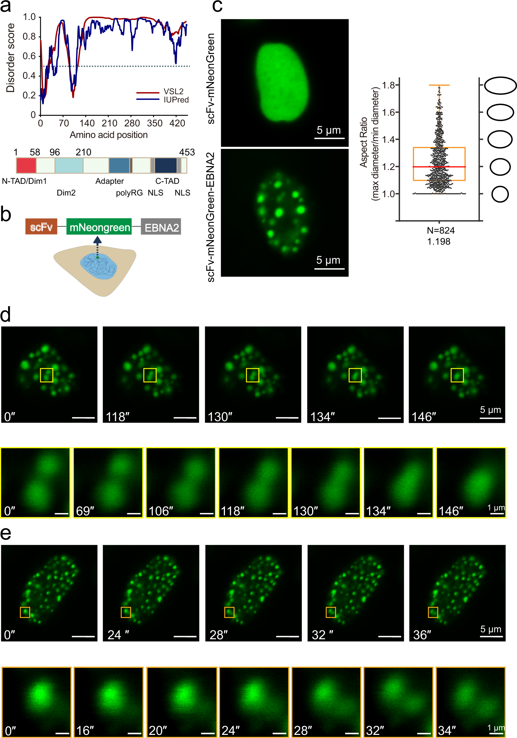 Phase separation of Epstein-Barr virus EBNA2 protein reorganizes chromatin  topology for epigenetic regulation | Communications Biology