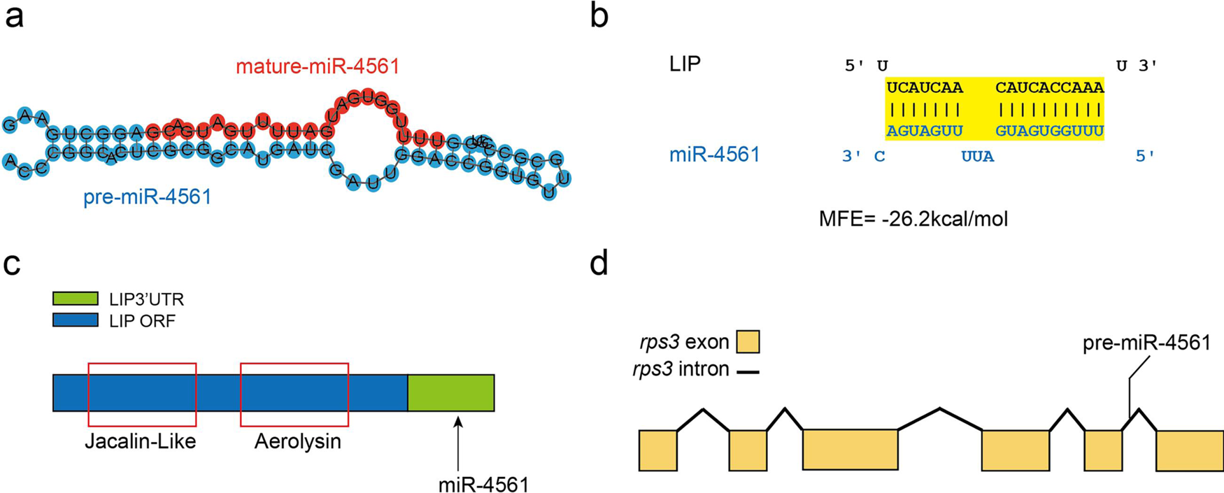 Fig. 2: Characterization and target sequence prediction of miR-4561.