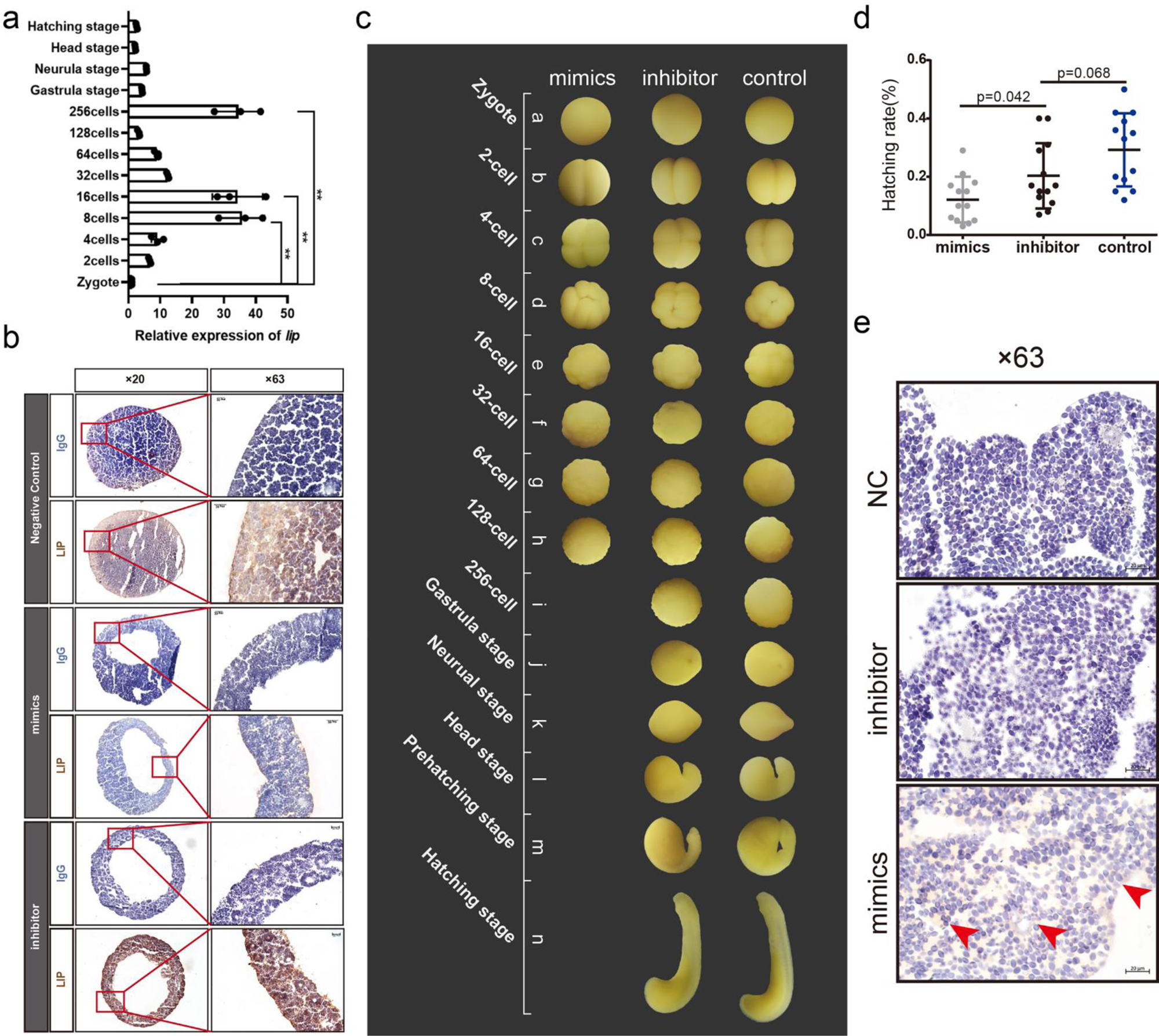 Fig. 7: miR-4561 regulates LIP expression and survival rate in lamprey embryos.
