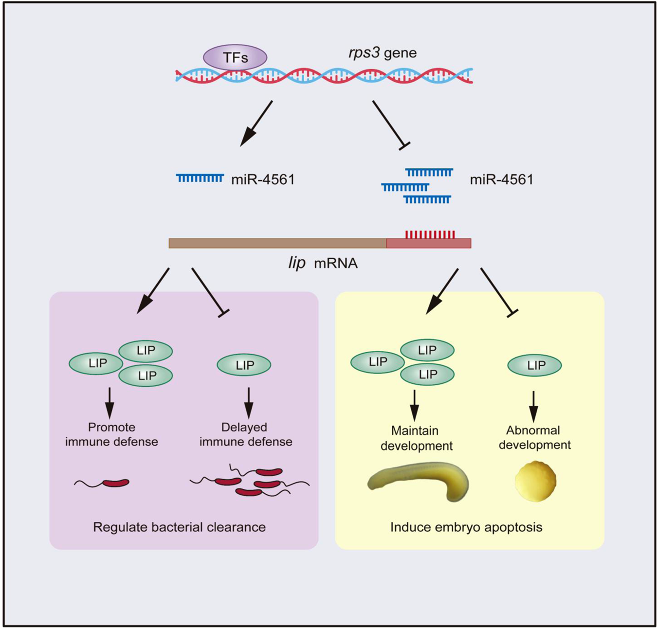 Fig. 9: Regulatory mechanism of miR-4561.