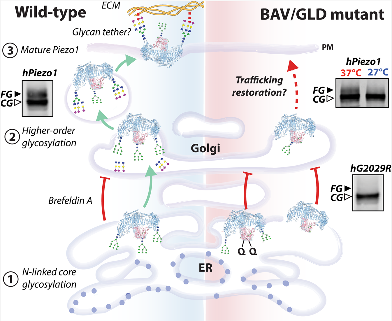 Fig. 9: Summary of Piezo1 biosynthetic pathway.