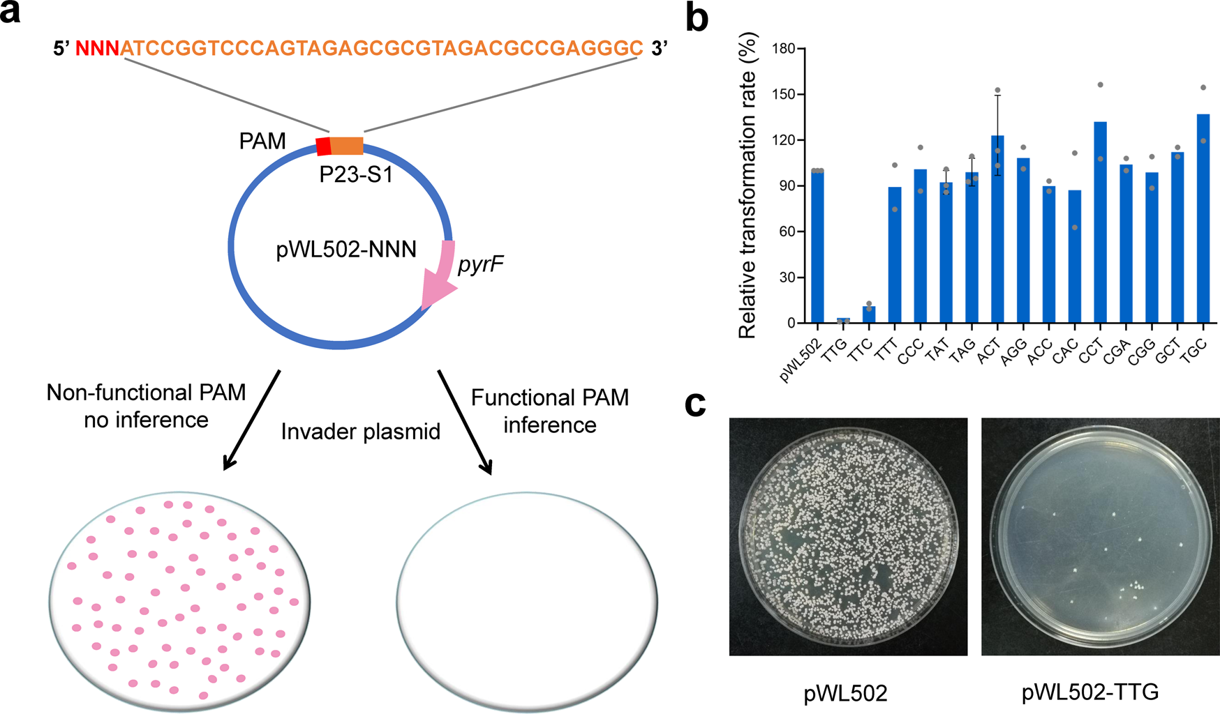 Fig. 2: Plasmid-based invader assay for identification of functional PAMs.