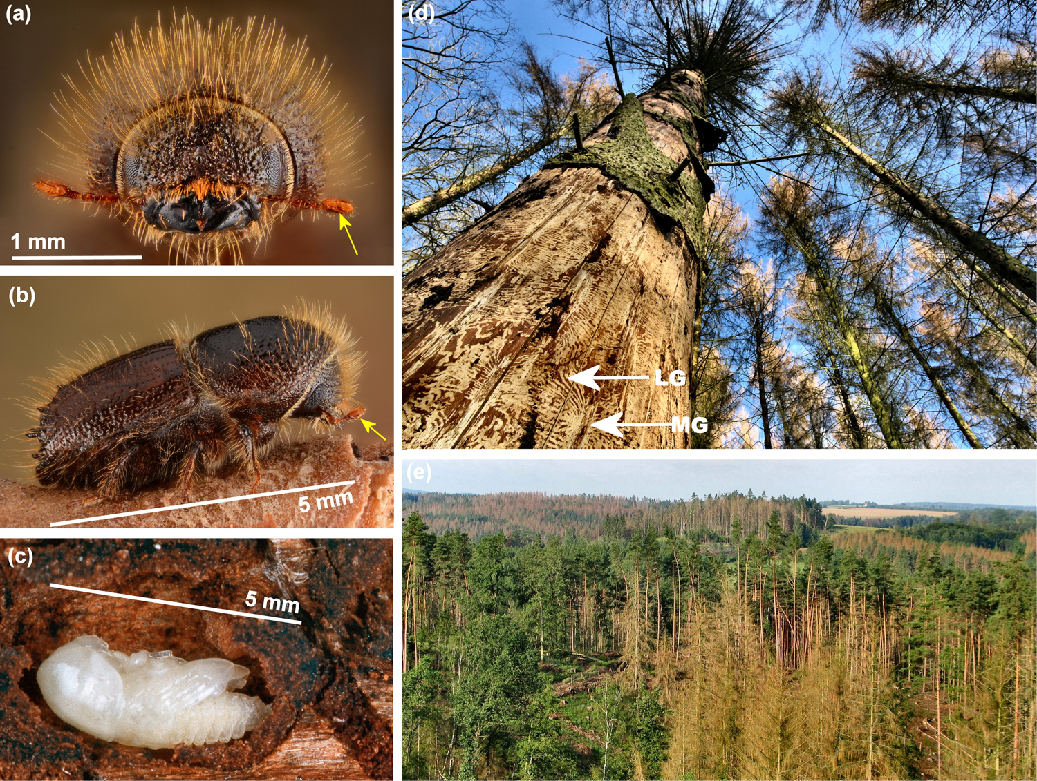 A Highly Contiguous Genome Assembly Of The Eurasian Spruce Bark Beetle Ips Typographus Provides Insight Into A Major Forest Pest Communications Biology