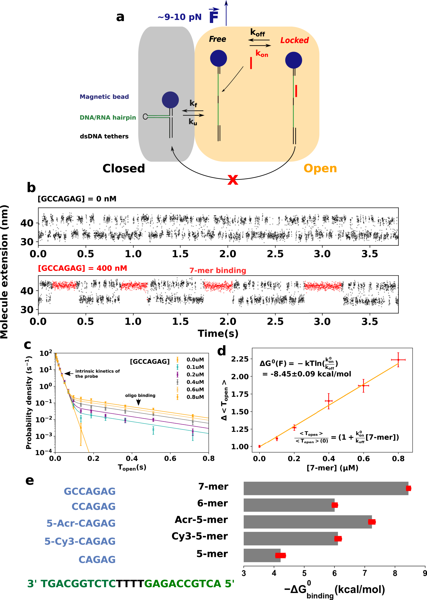 oligonucleotide