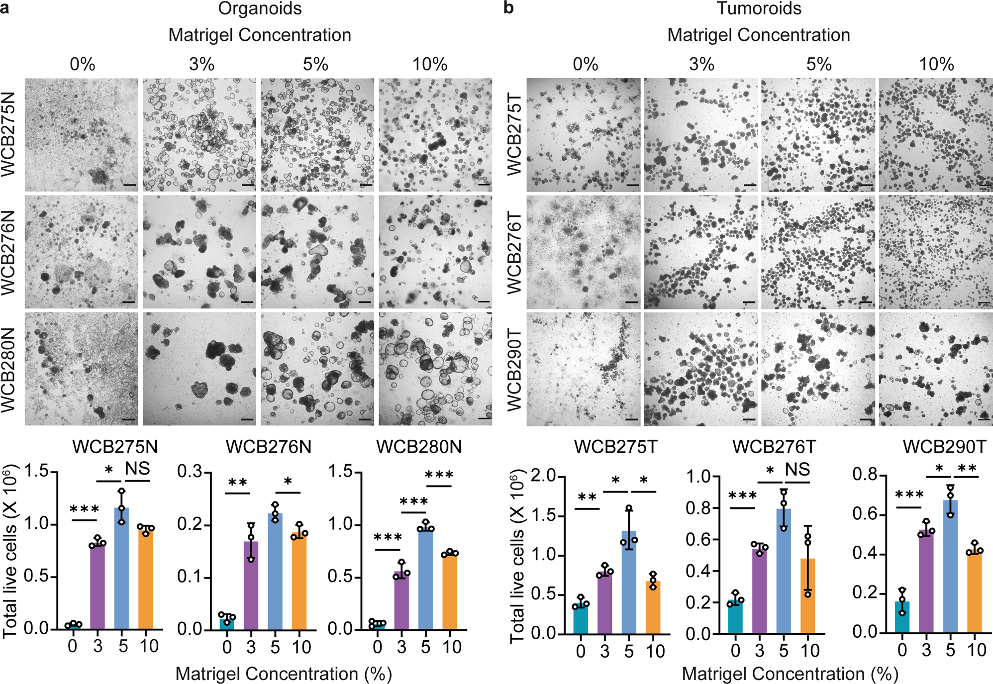 Low-viscosity matrix suspension culture enables scalable analysis of  patient-derived organoids and tumoroids from the large intestine |  Communications Biology