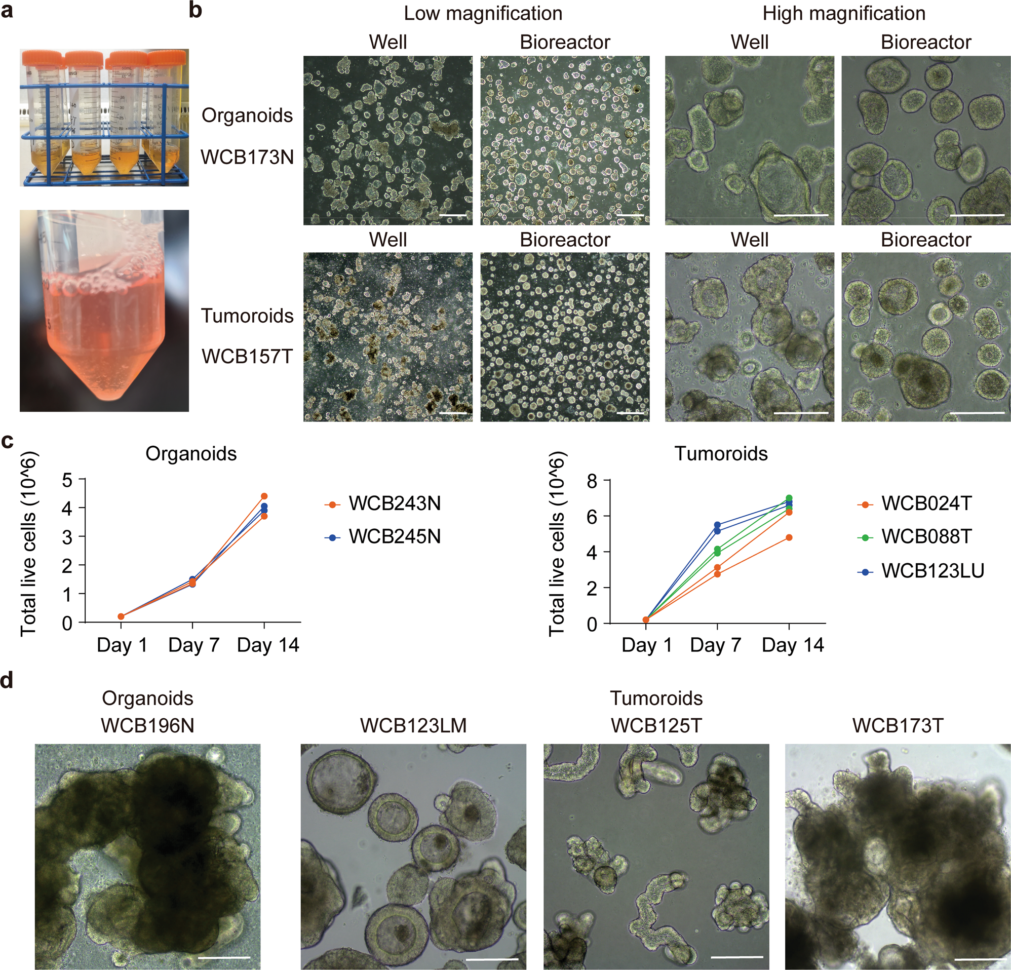 Fig. 7: Scalable expansion of colorectal organoids and tumoroids in bioreactor tubes.