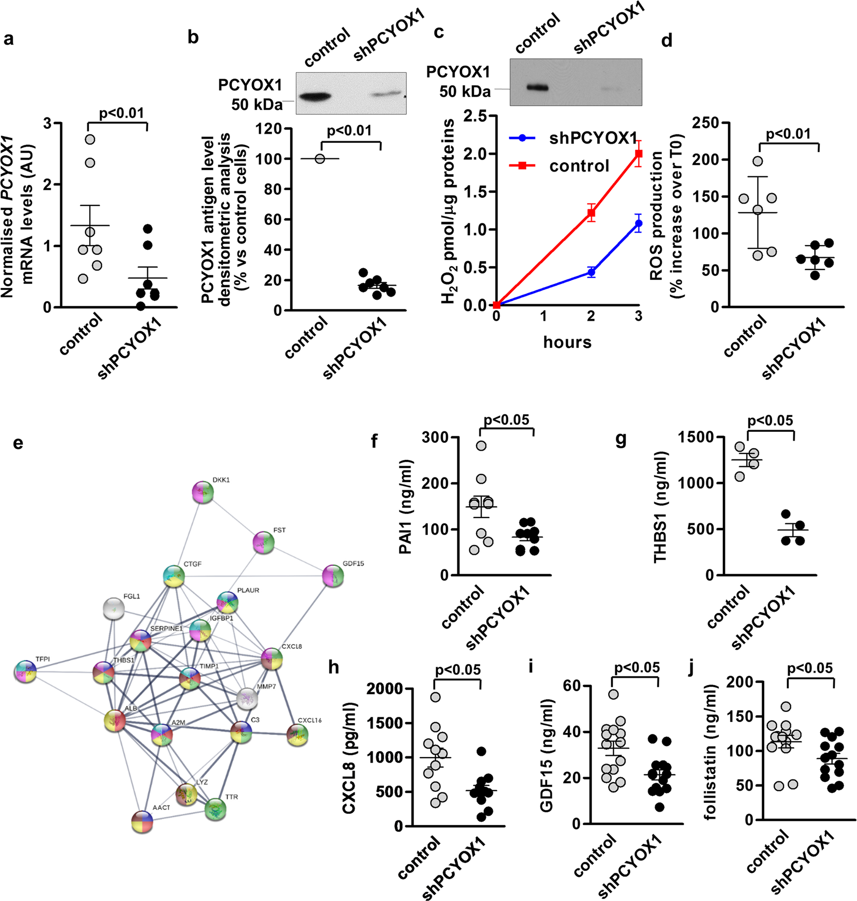 Fig. 2: PCYOX1 silencing affects the cellular proteome.
