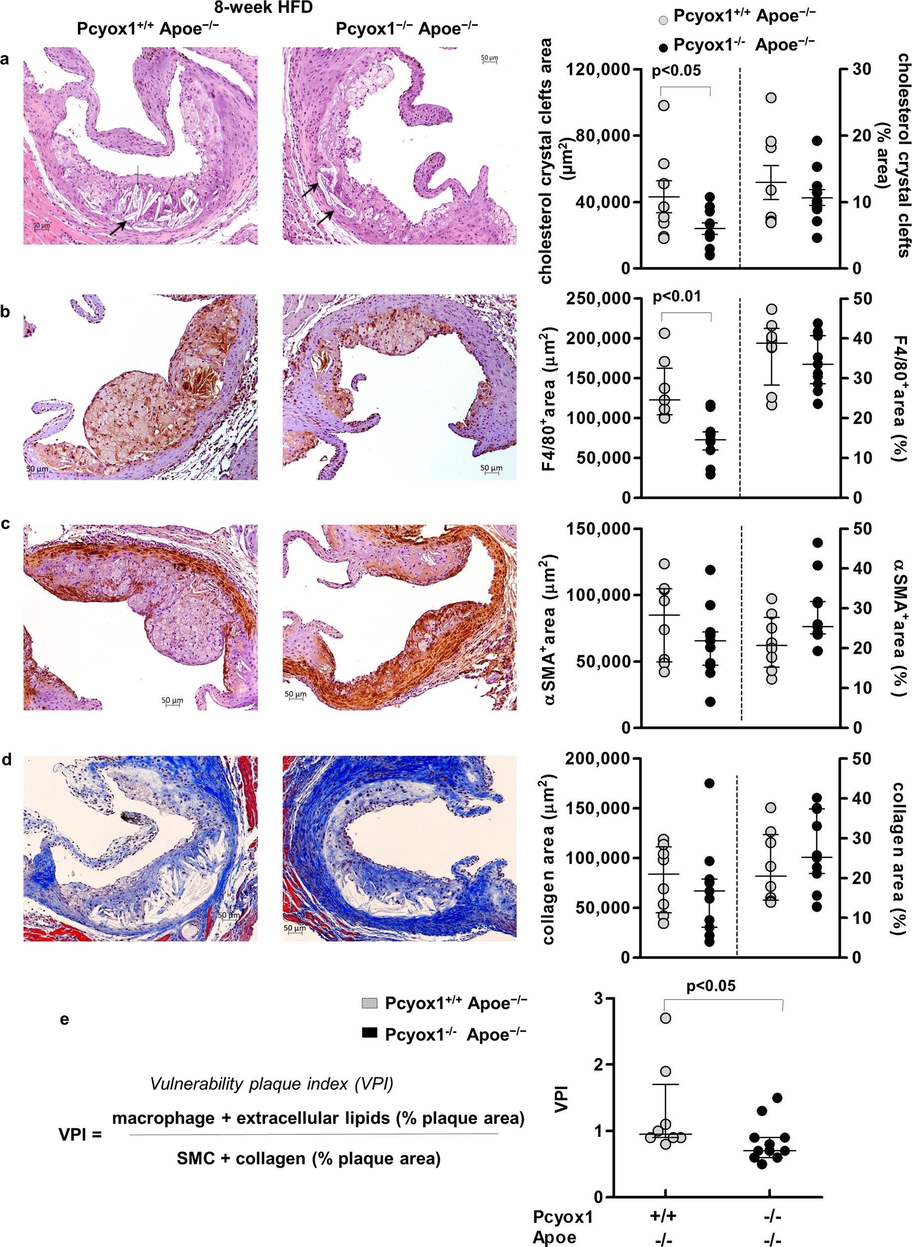 Fig. 5: Pcyox1 deficiency is associated with reduced lesion vulnerability.