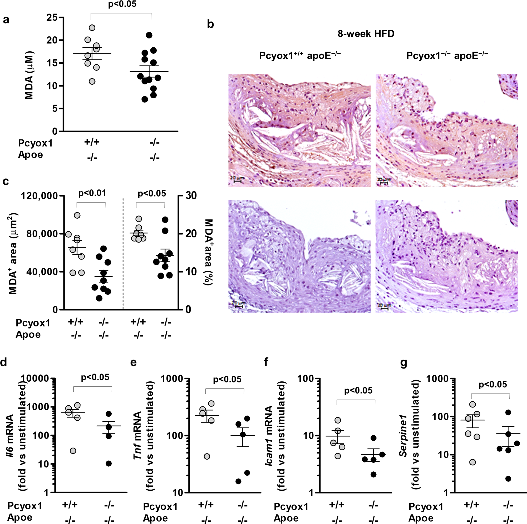 Fig. 6: Pcyox1 deficiency is associated with lower levels of lipid peroxidation and decreased LPS-induced inflammatory response in murine peritoneal macrophages.