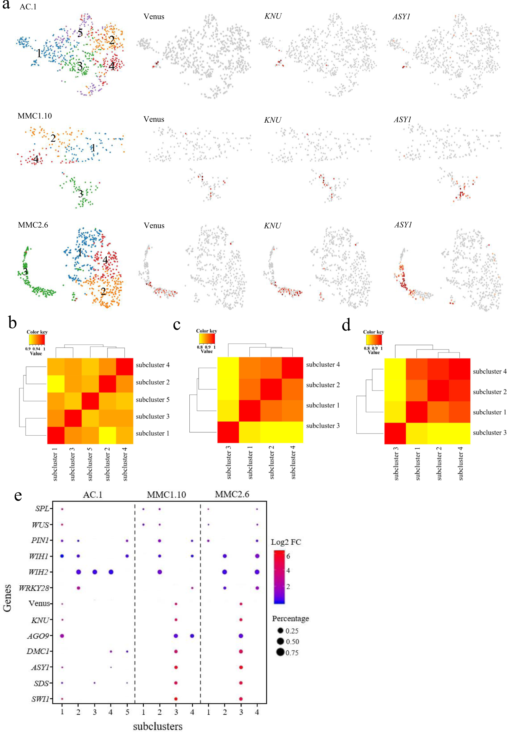 Fig. 3: Identification of subclustering of the female germline-associated cell clusters.
