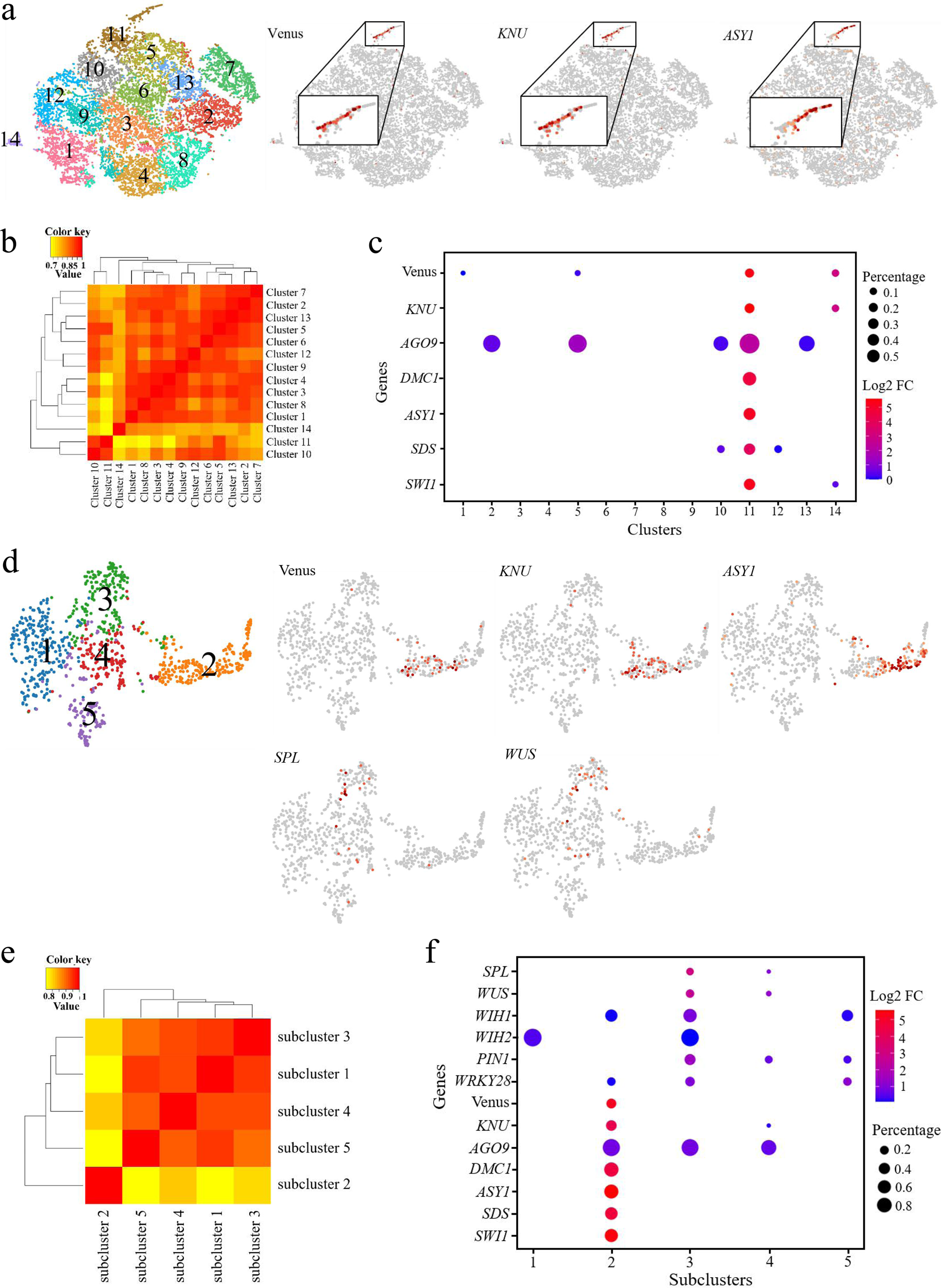 Fig. 6: scRNA-seq Data of ovule primordia and Identification subclustering of the female germline containing cell clusters.