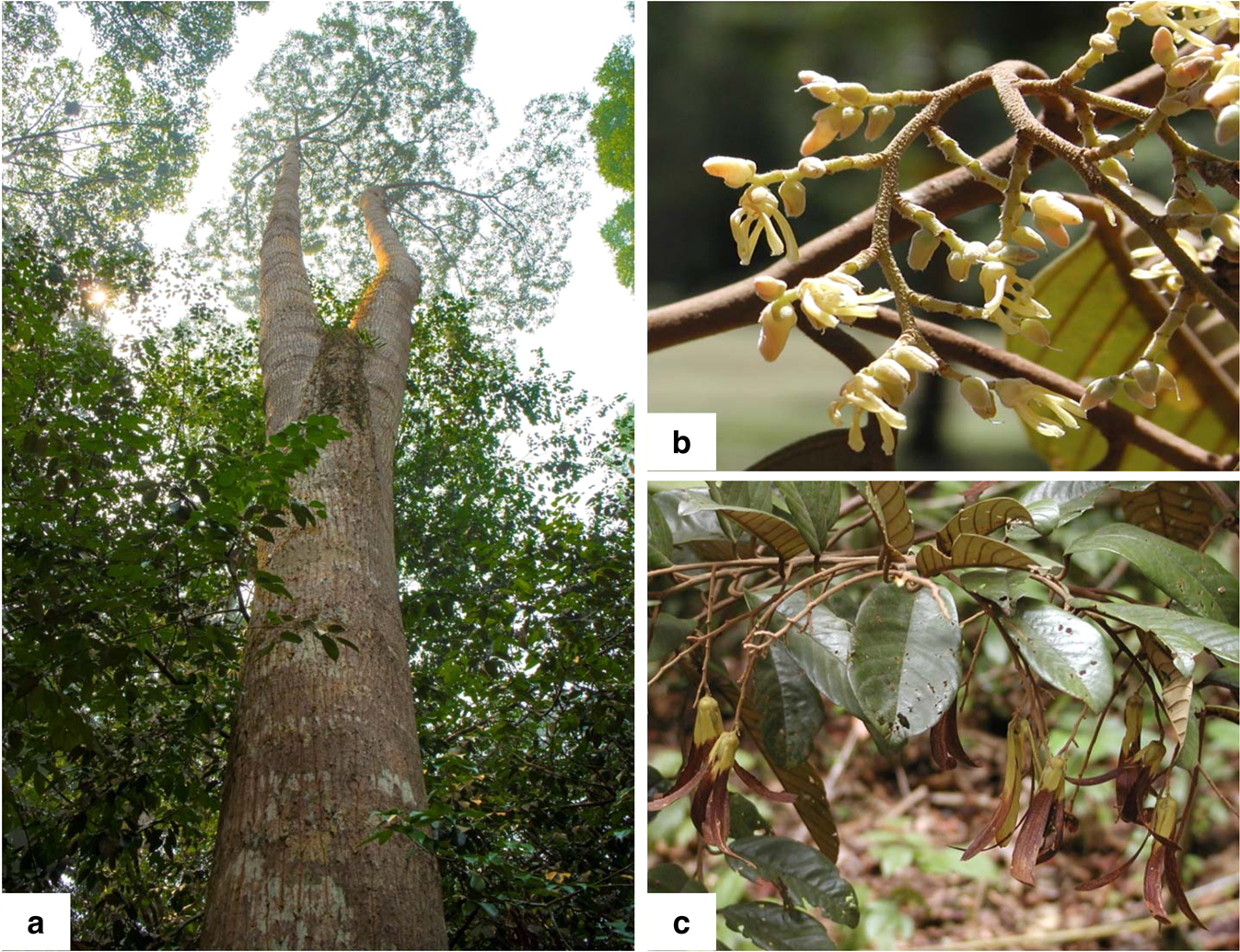The genome of Shorea leprosula (Dipterocarpaceae) highlights the ecological  relevance of drought in aseasonal tropical rainforests | Communications  Biology