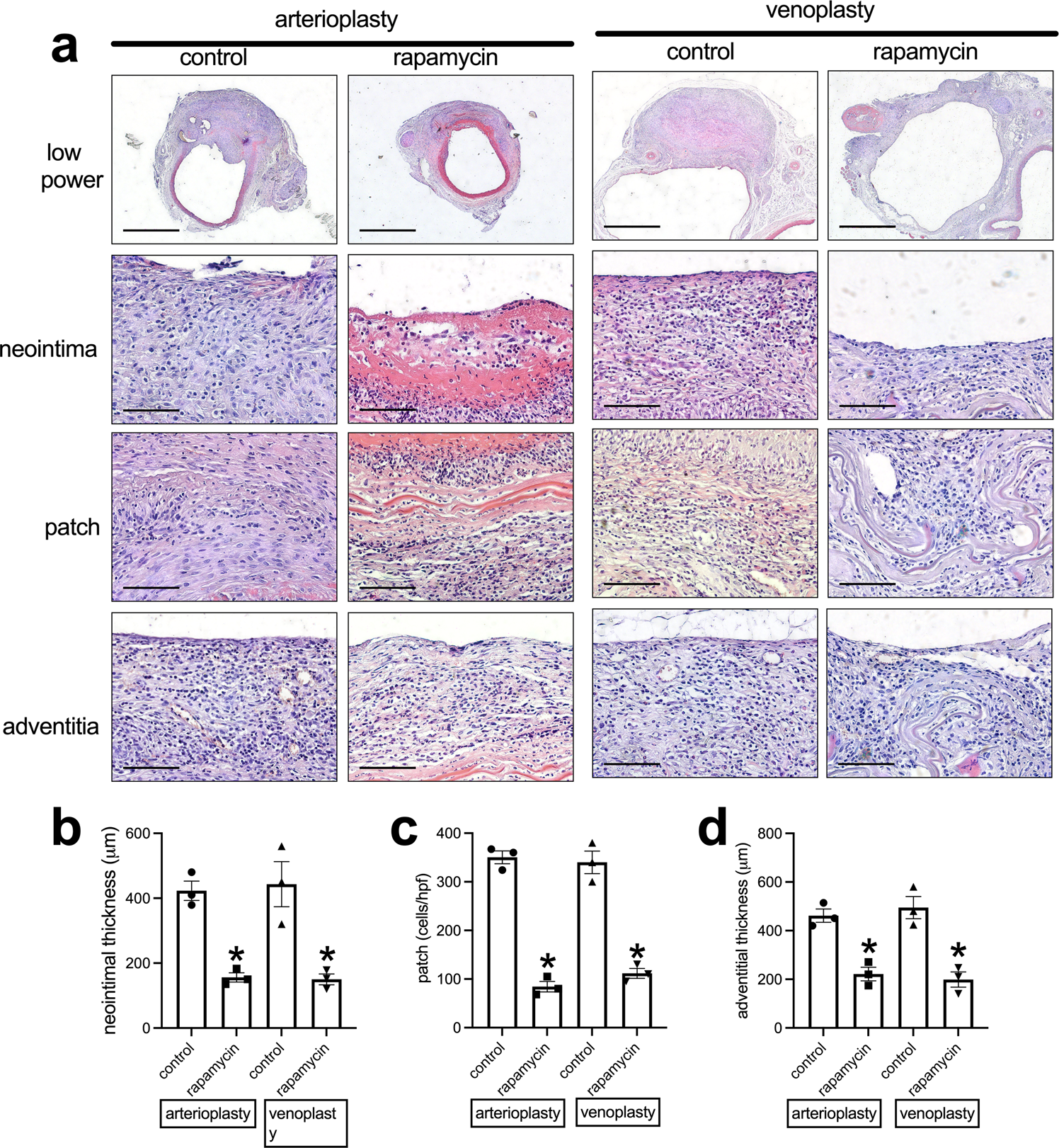 Fig. 3: Swim bladder patches harvested from aorta arterioplasty and IVC venoplasty at day 14.